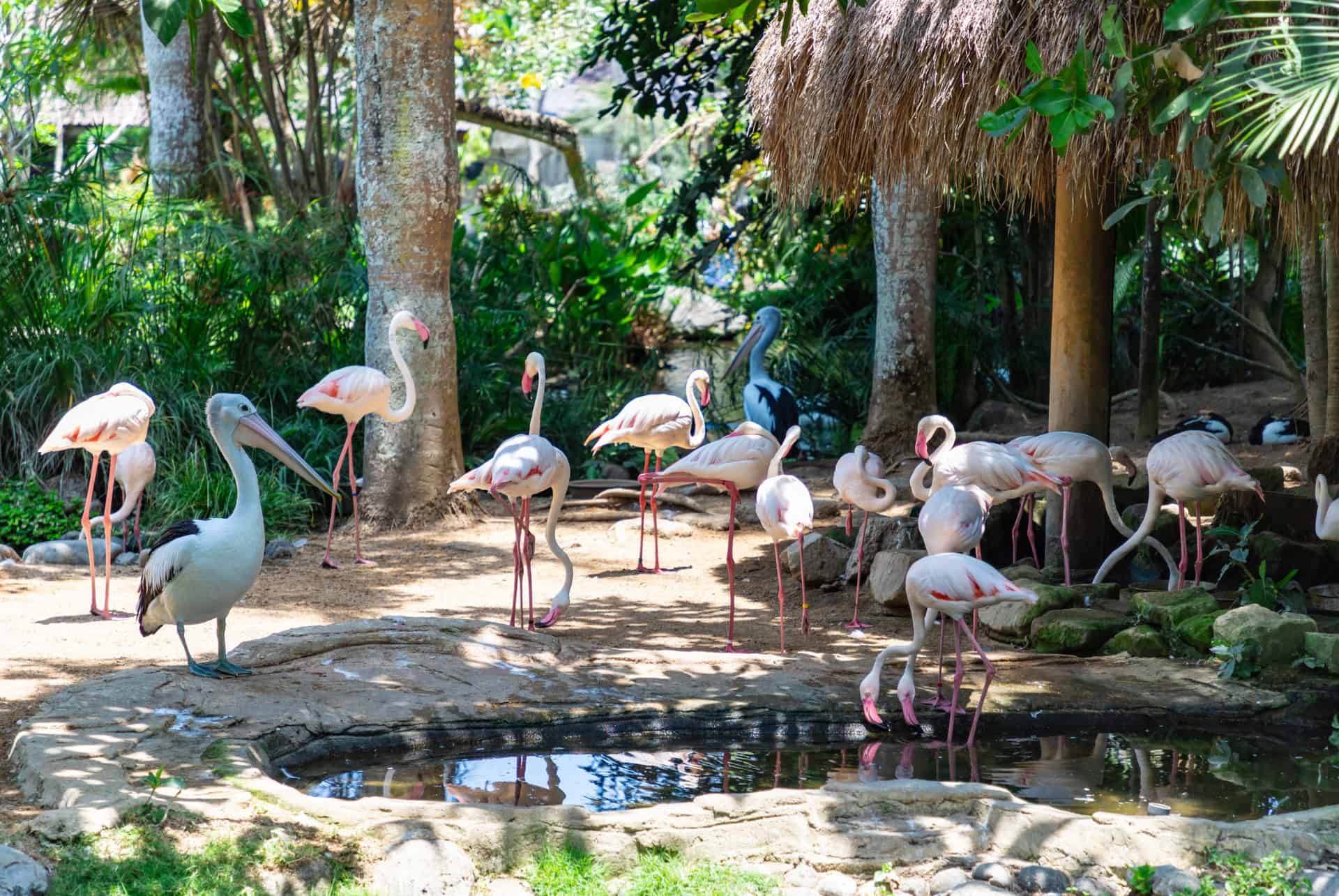 bali bird park bali bird park