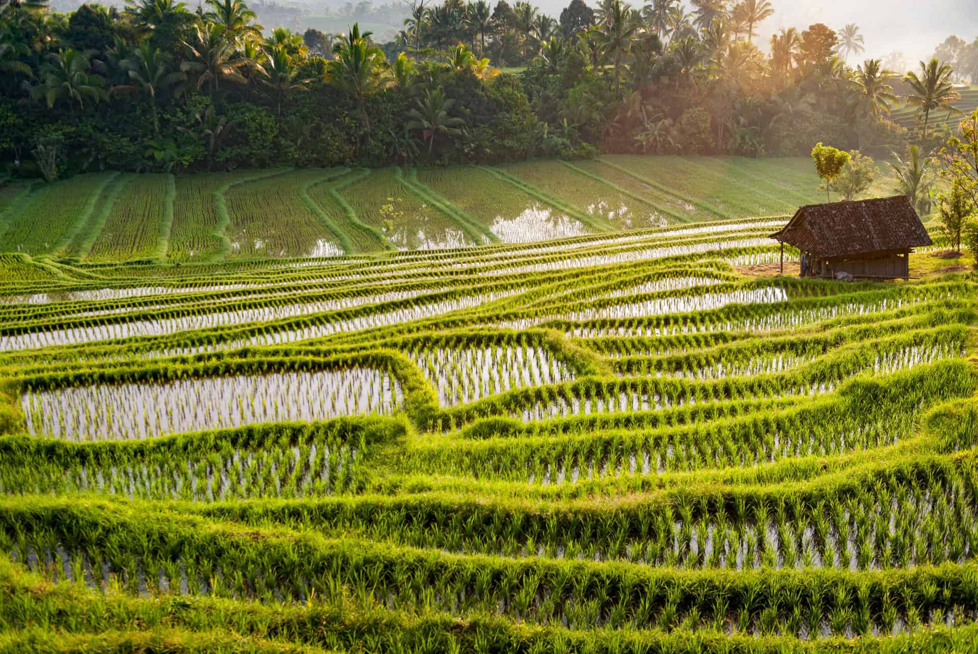 Bali en hiver