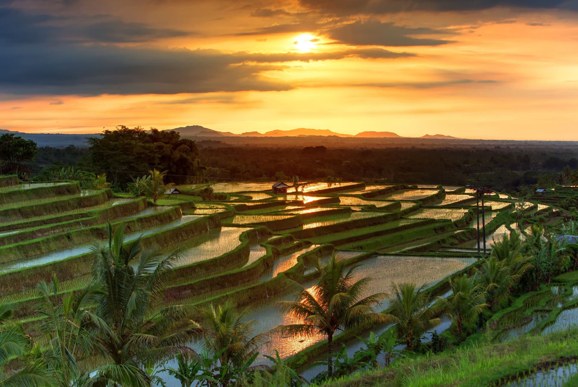 Les plus belles rizières de Bali