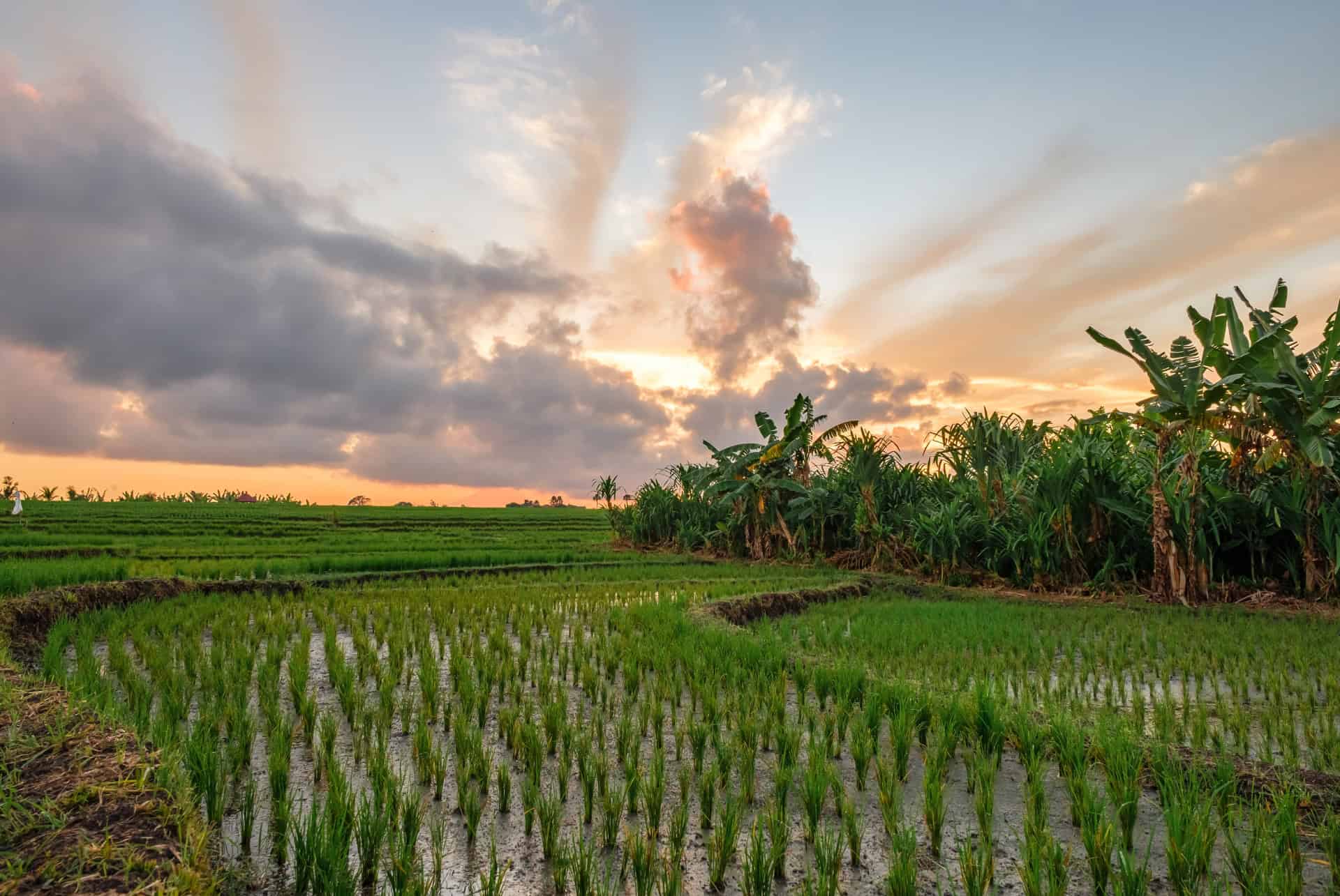 rizieres canggu