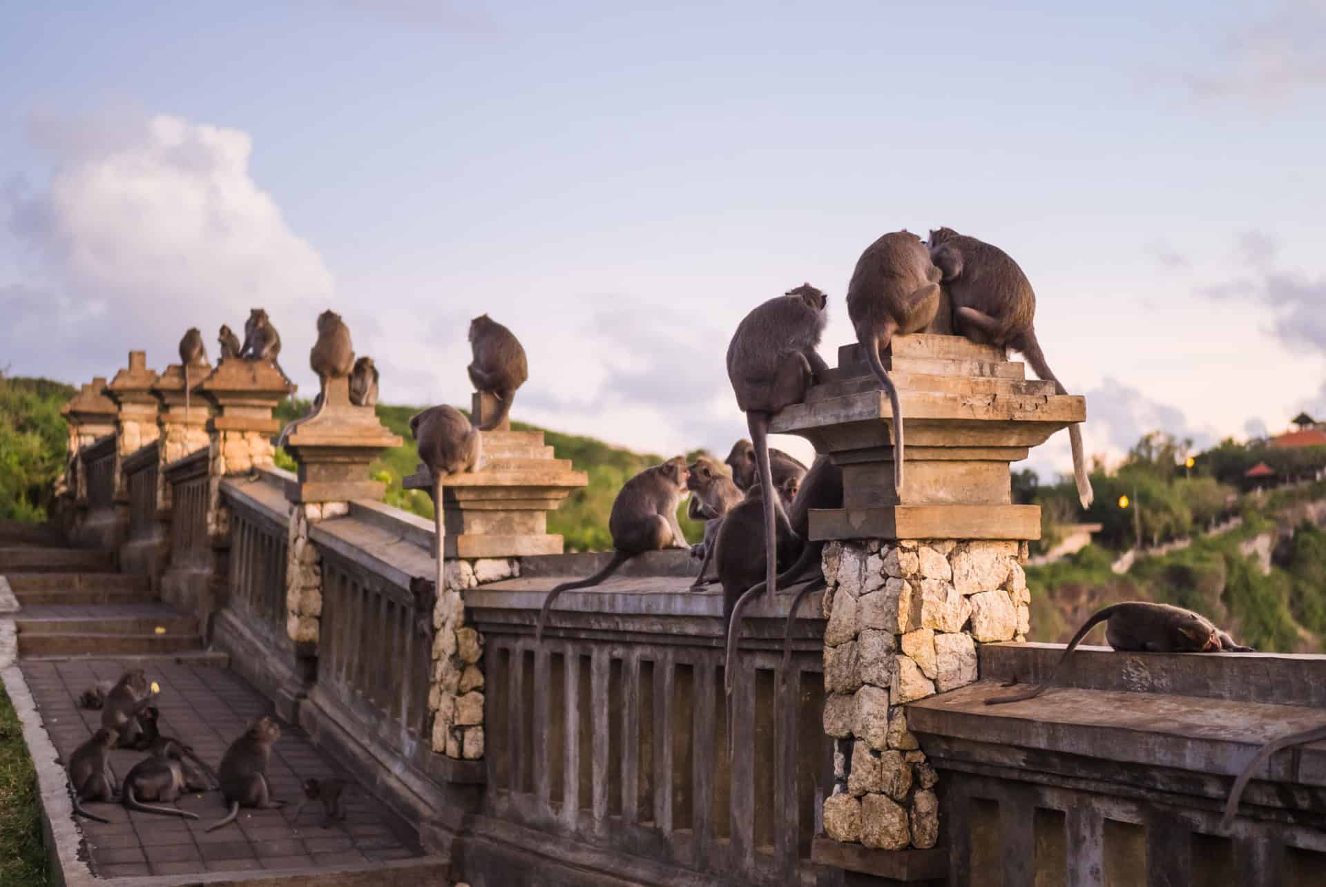 singes temple d'uluwatu