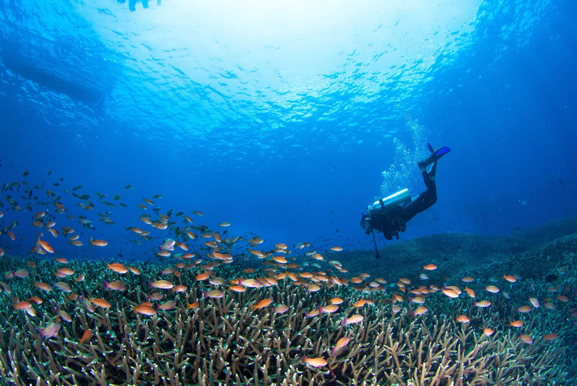 nusa penida recif nusa penida recif