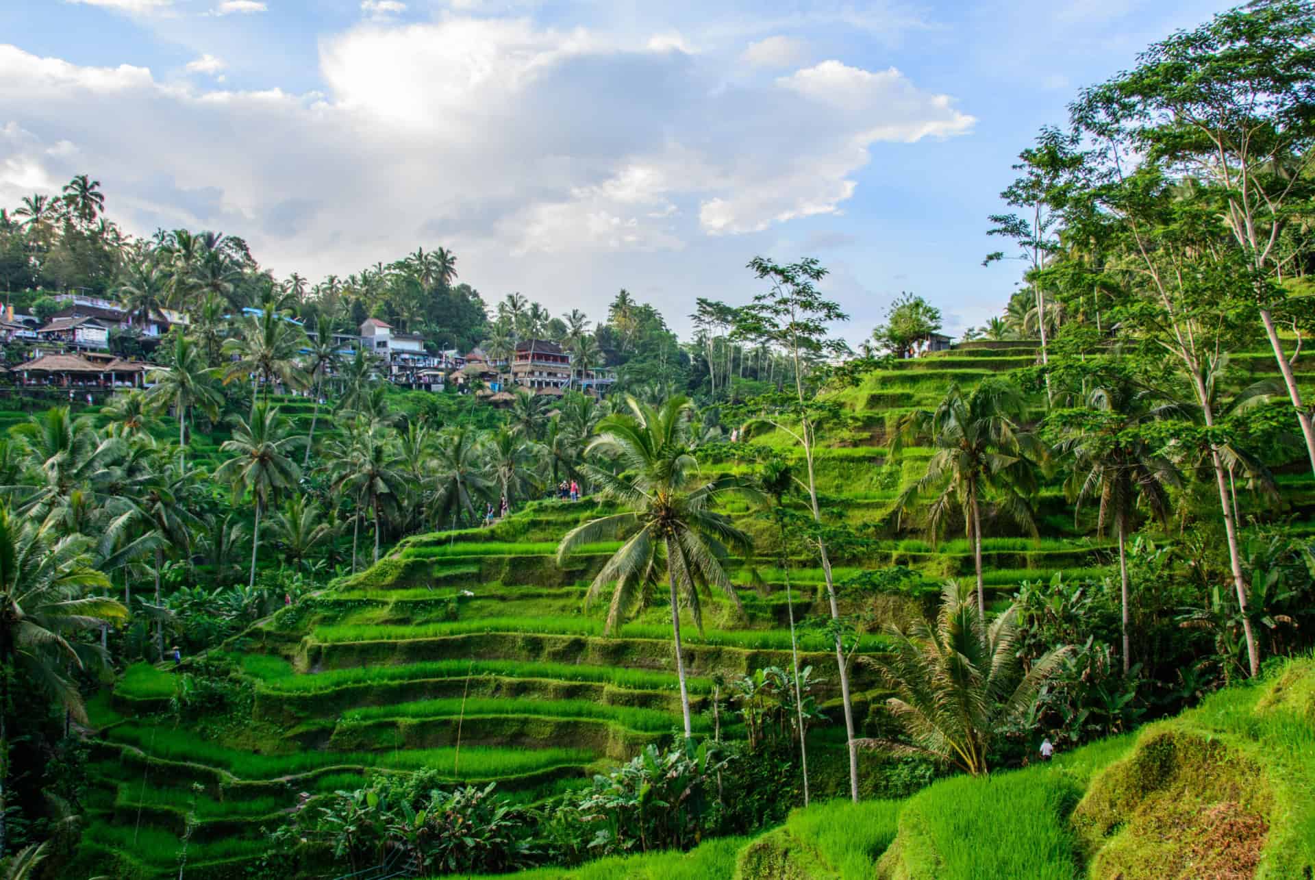 ubud rizieres novembre