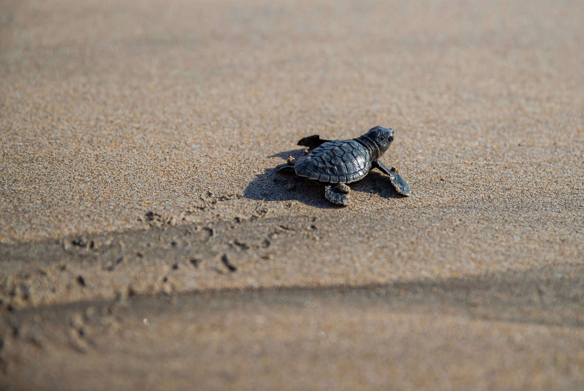 bali sea turtle society