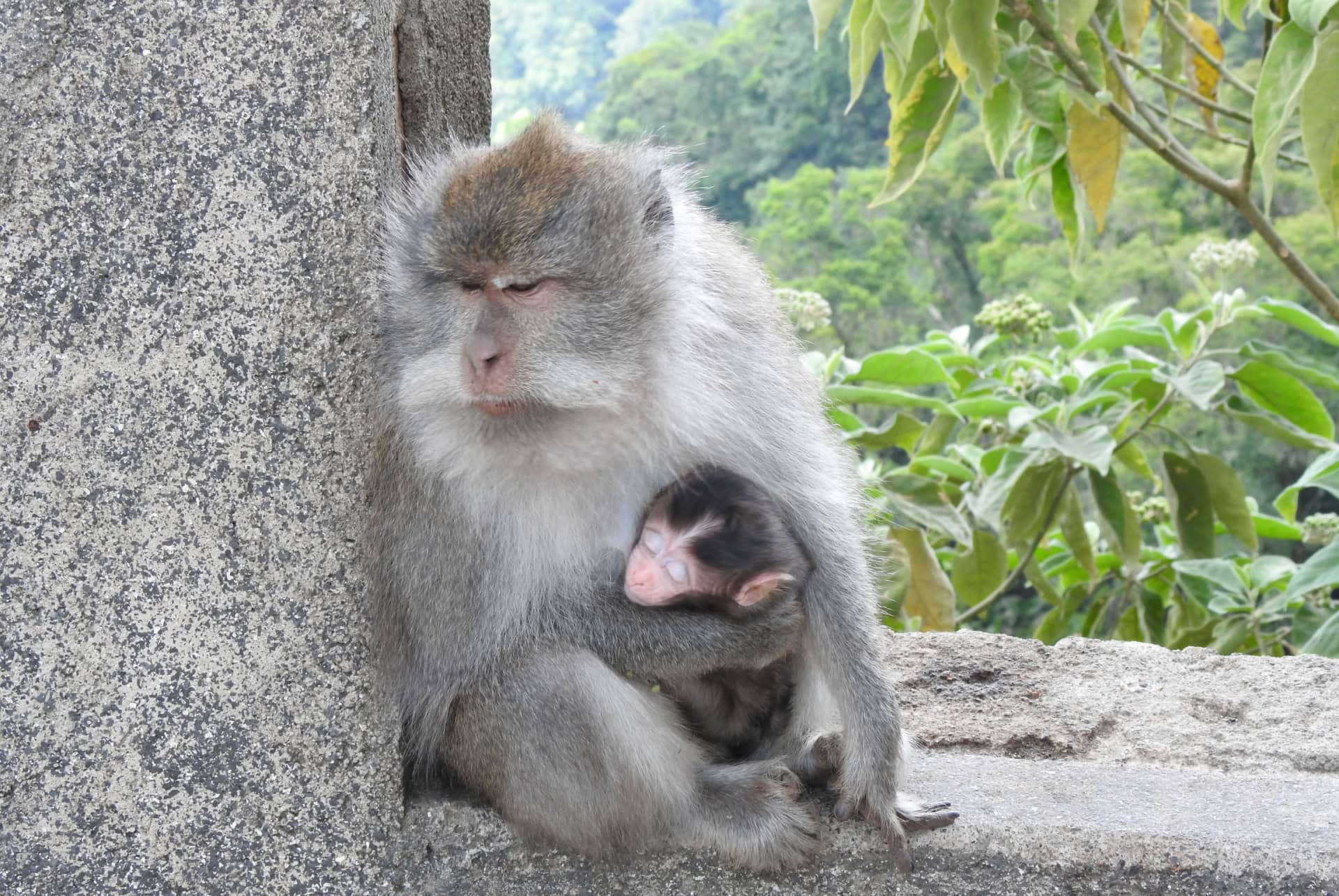 foret des singes pusuk