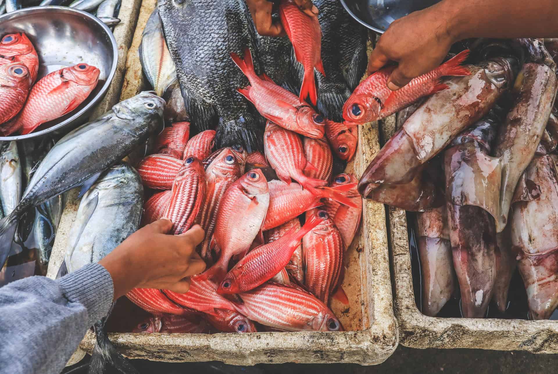 kedonganan fish market