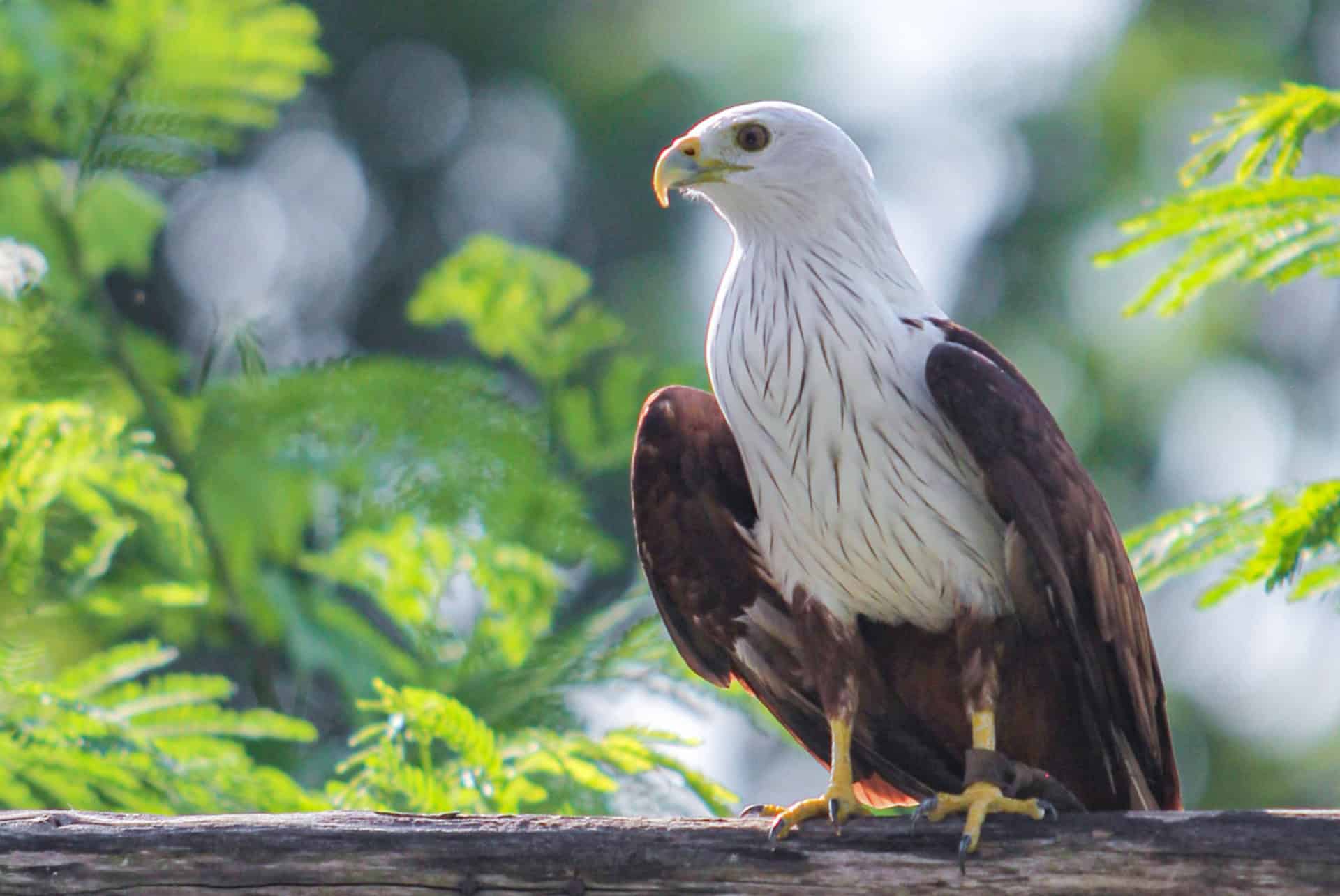 aigle