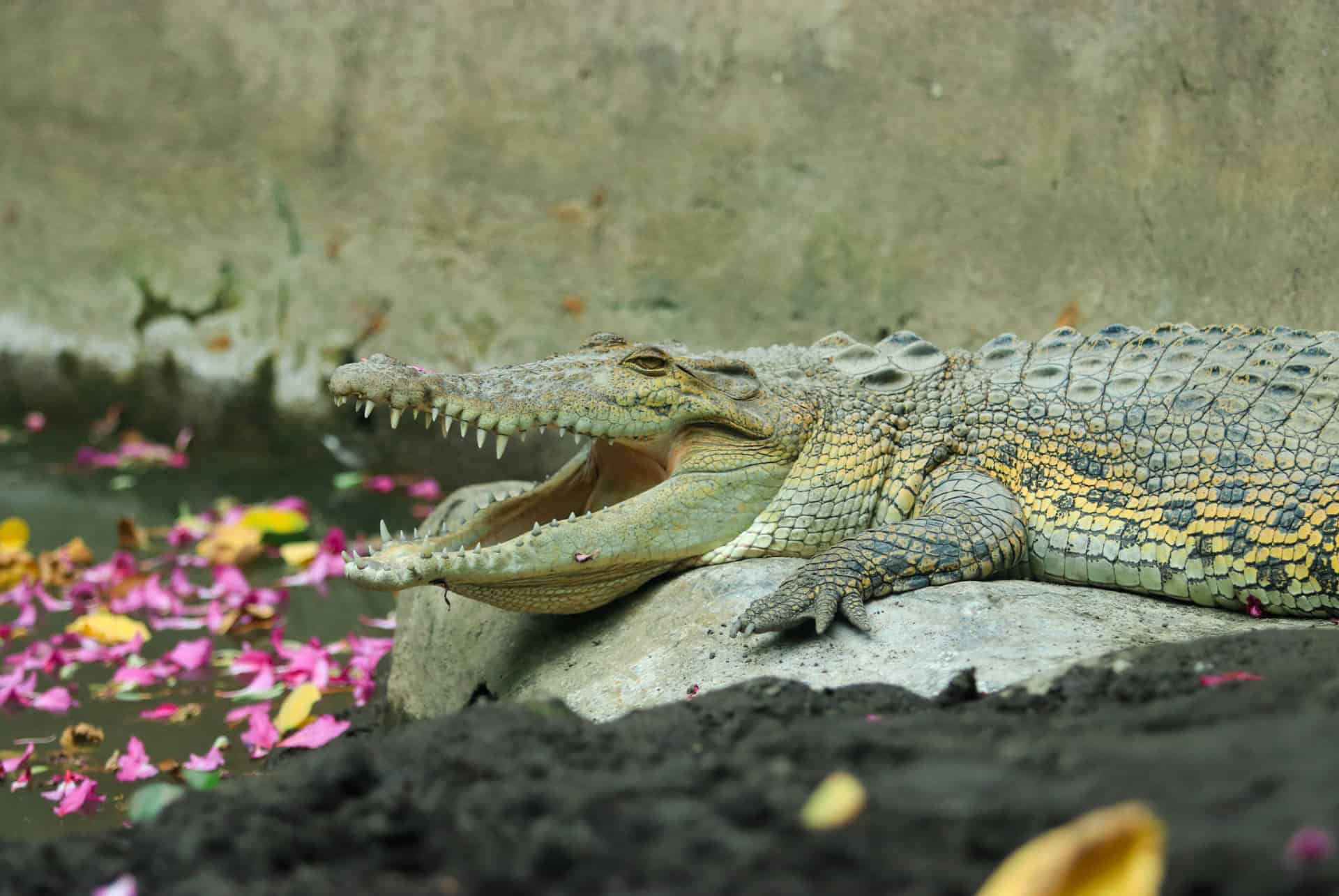 Le Zoo de Bali