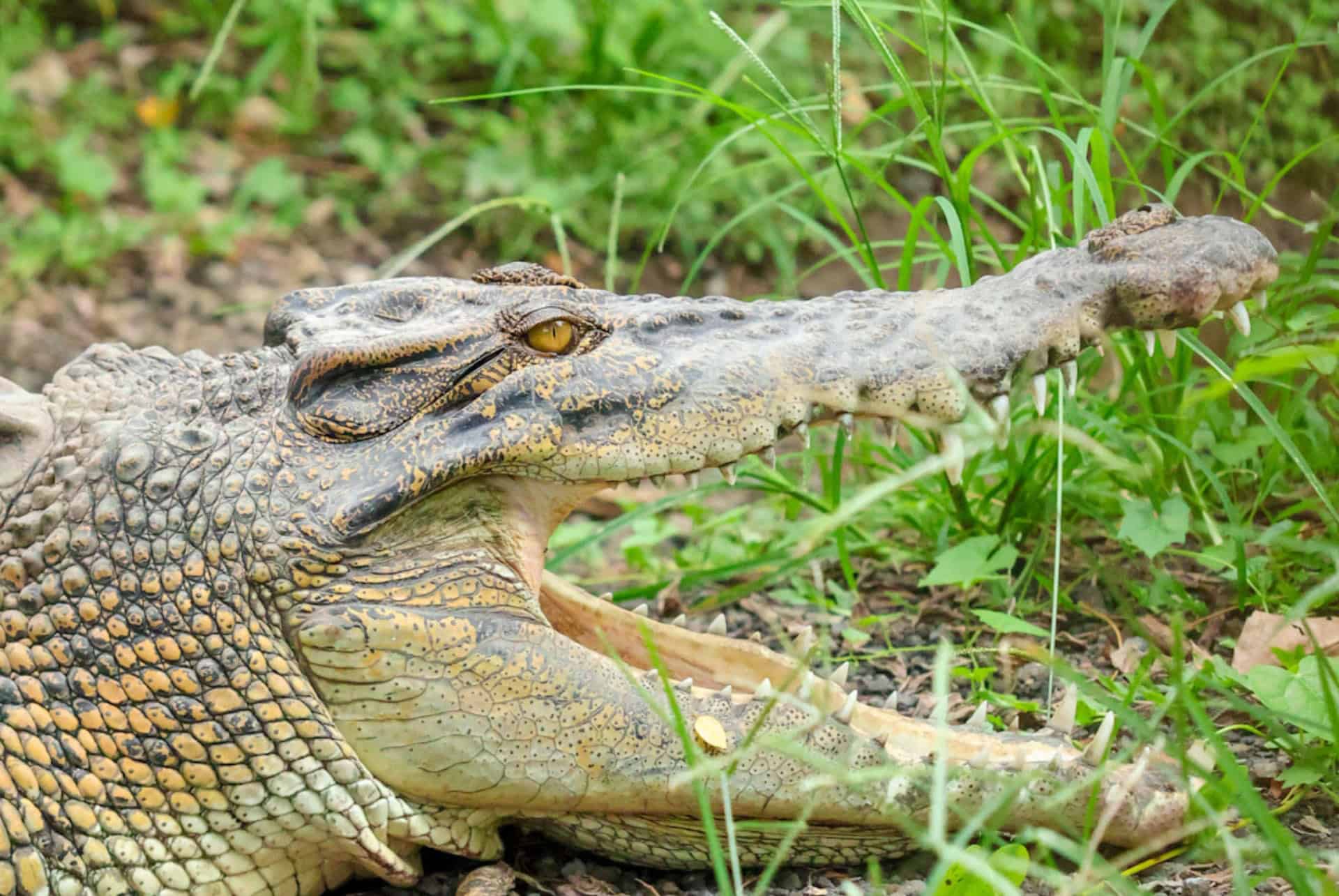 crocodile zoo de bali