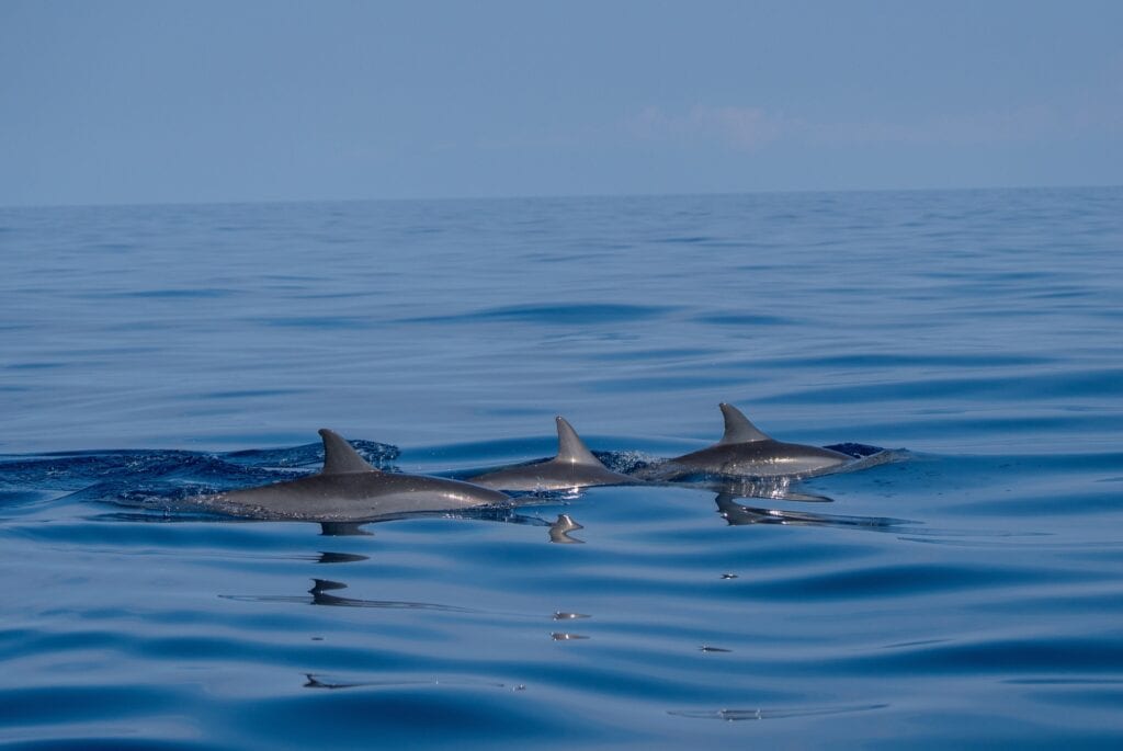 Excursion d'observation des dauphins