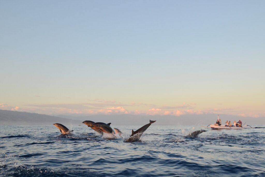 Dauphins et snorkeling au lever du soleil