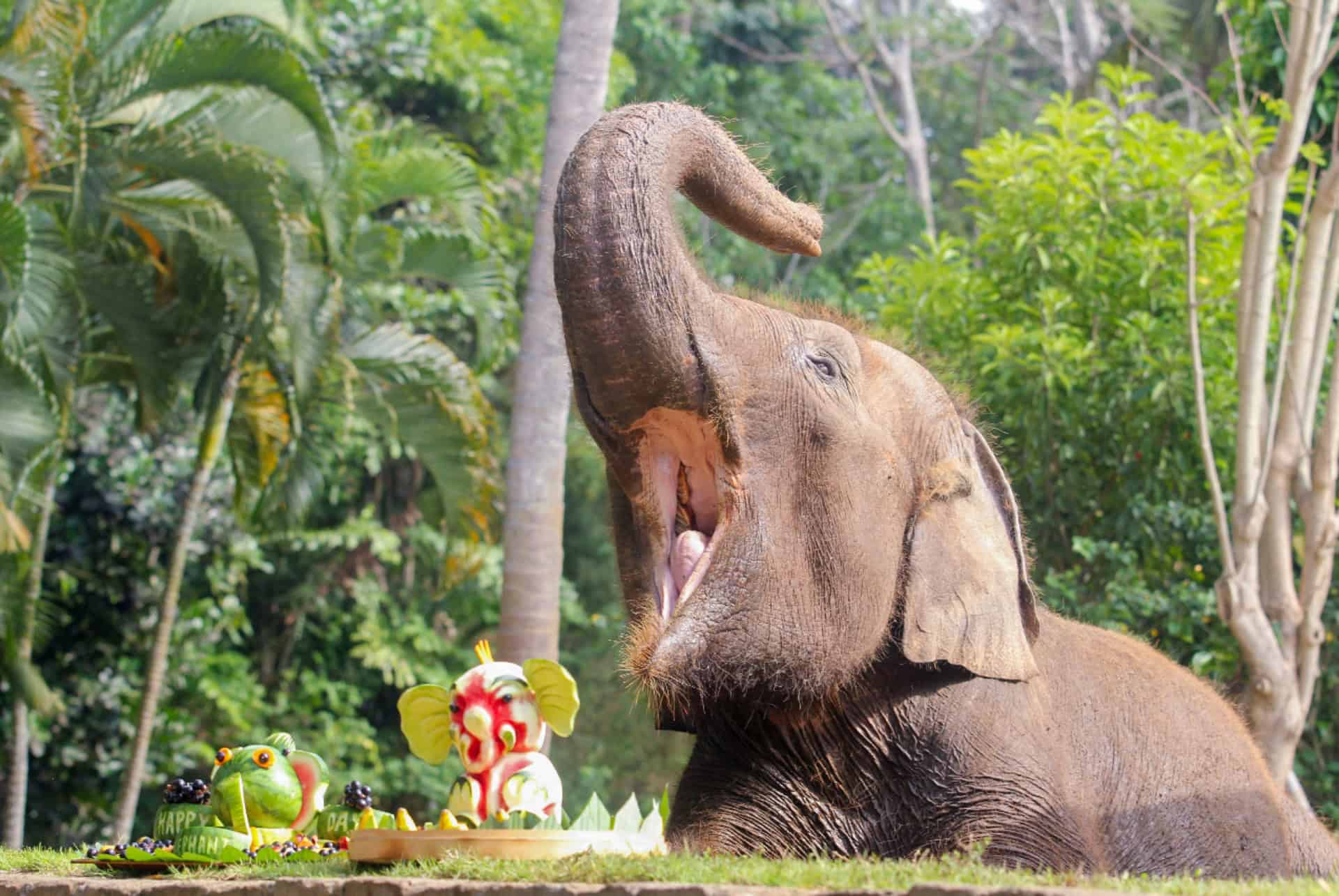 elephant zoo de bali