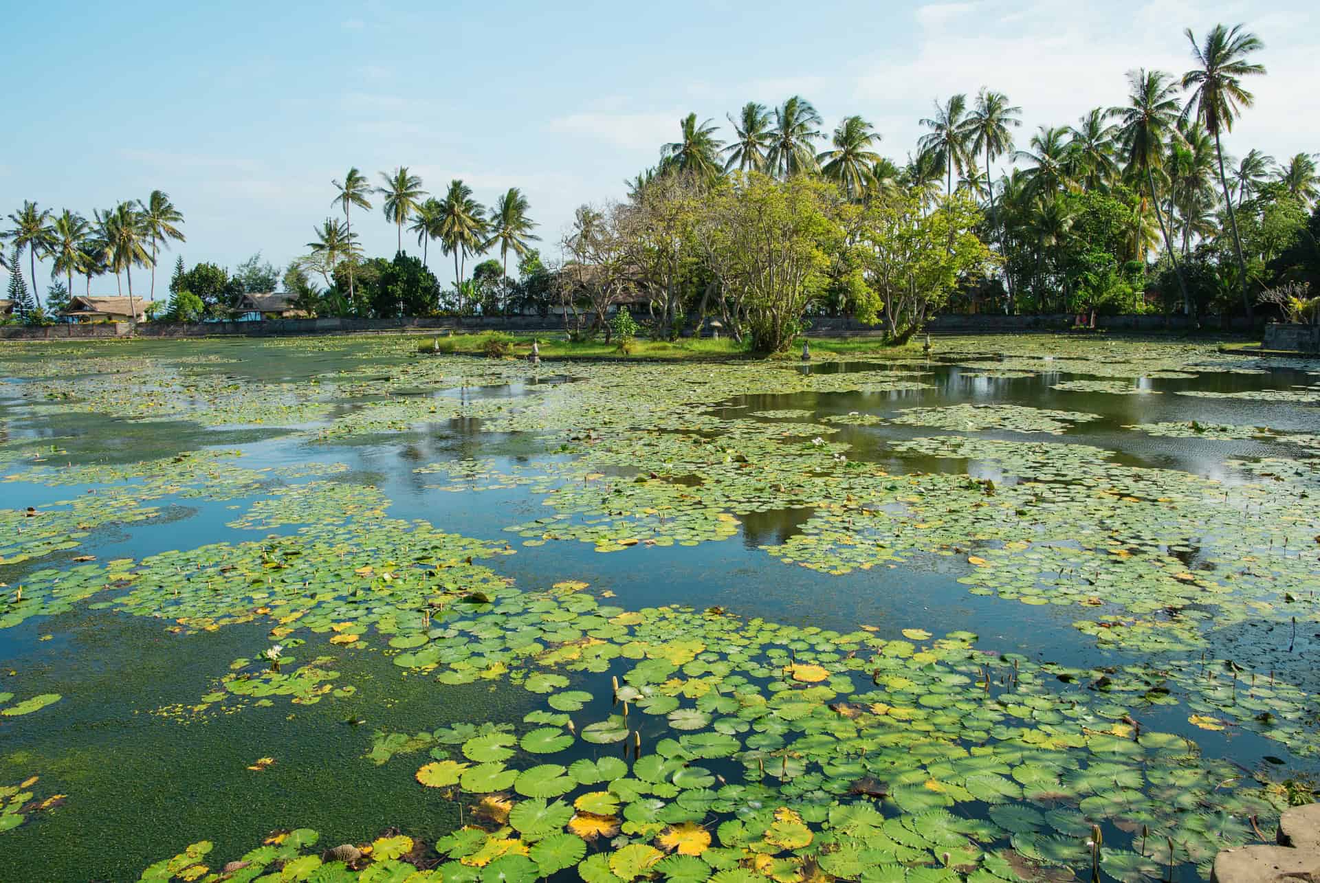lotus lagoon que faire candidasa