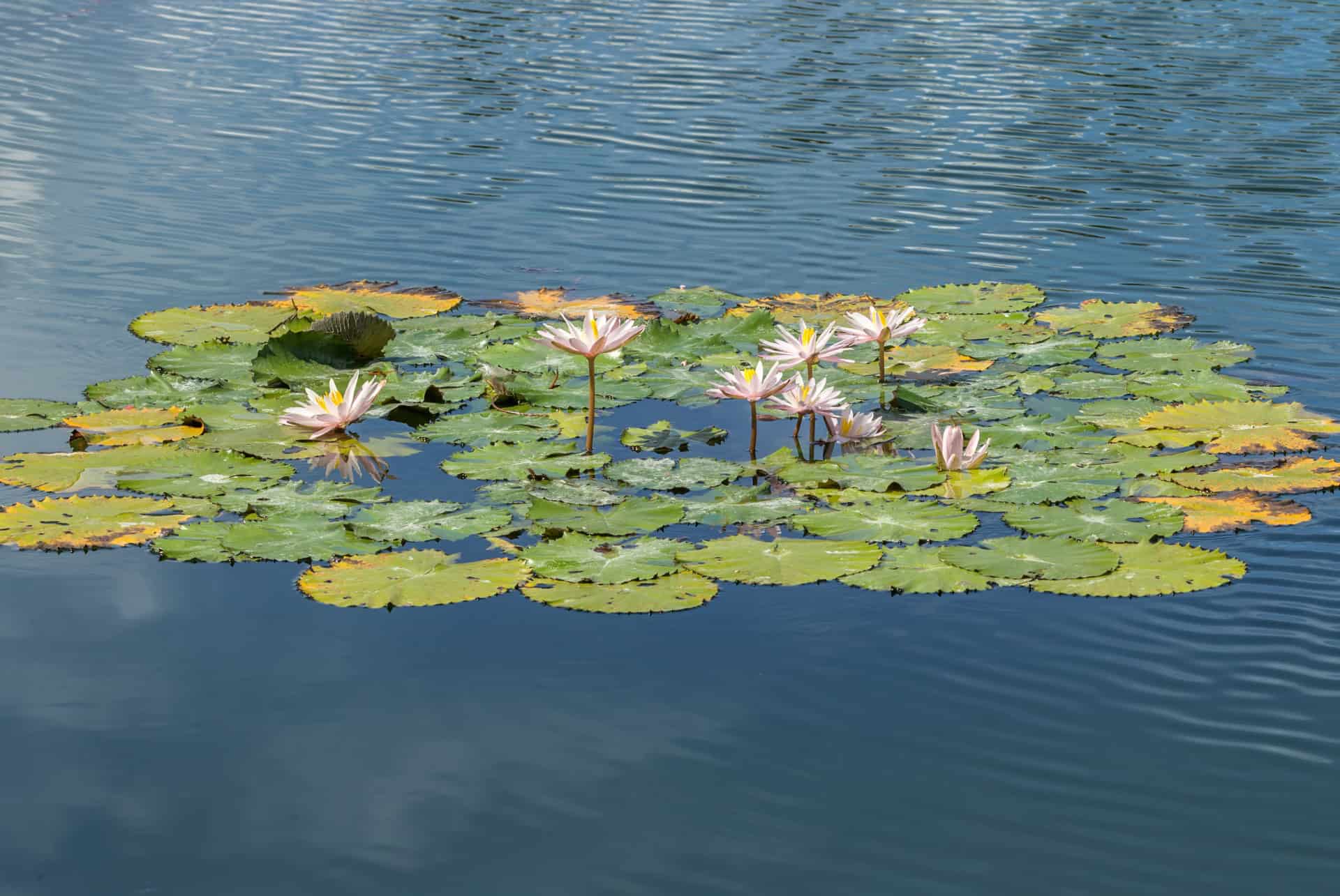 lotus lagoon