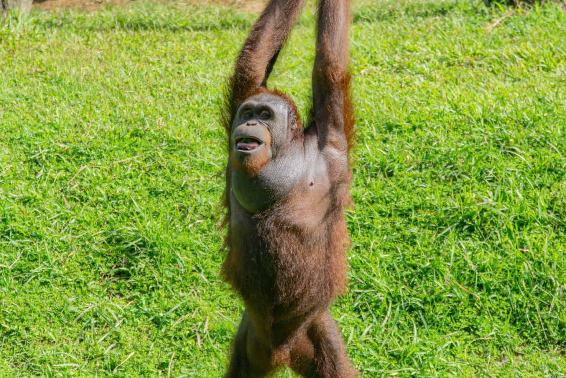 orang outan bali zoo
