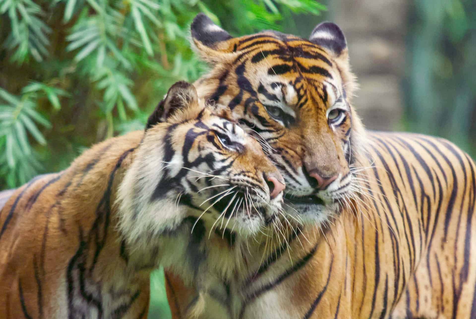 tigres