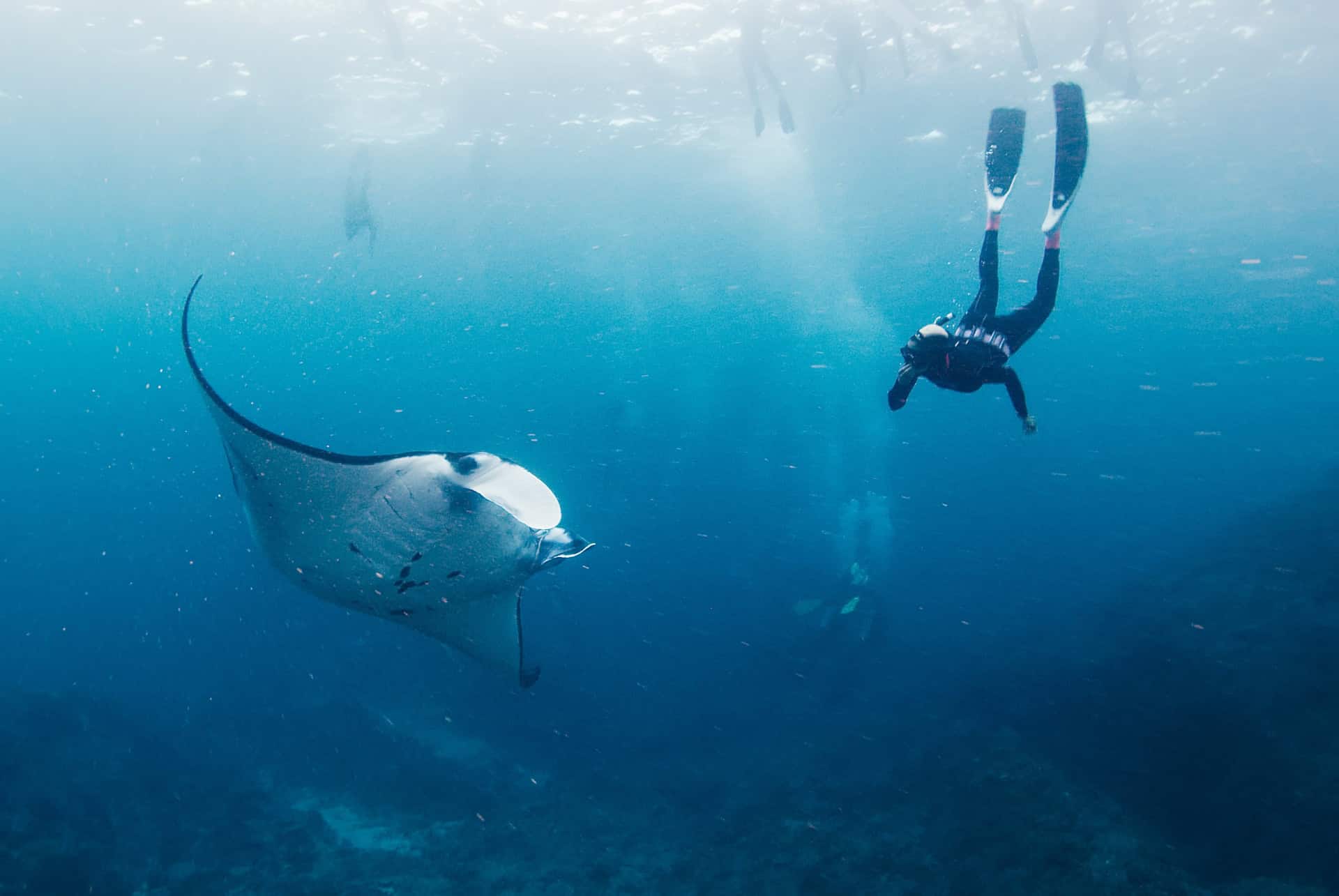 Où voir des raies mantas à Bali ?
