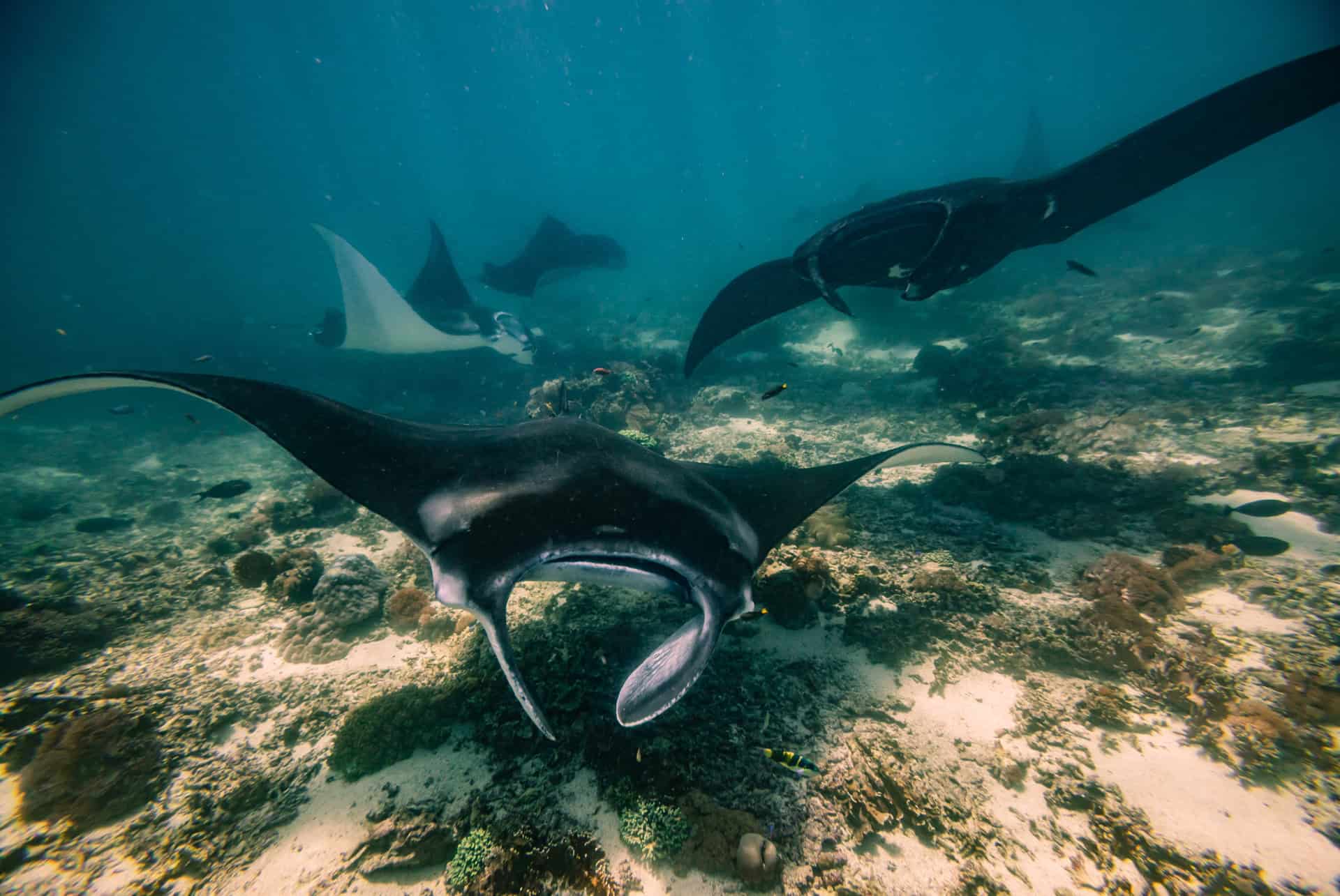 raies mantas bali coraux raies mantas bali coraux