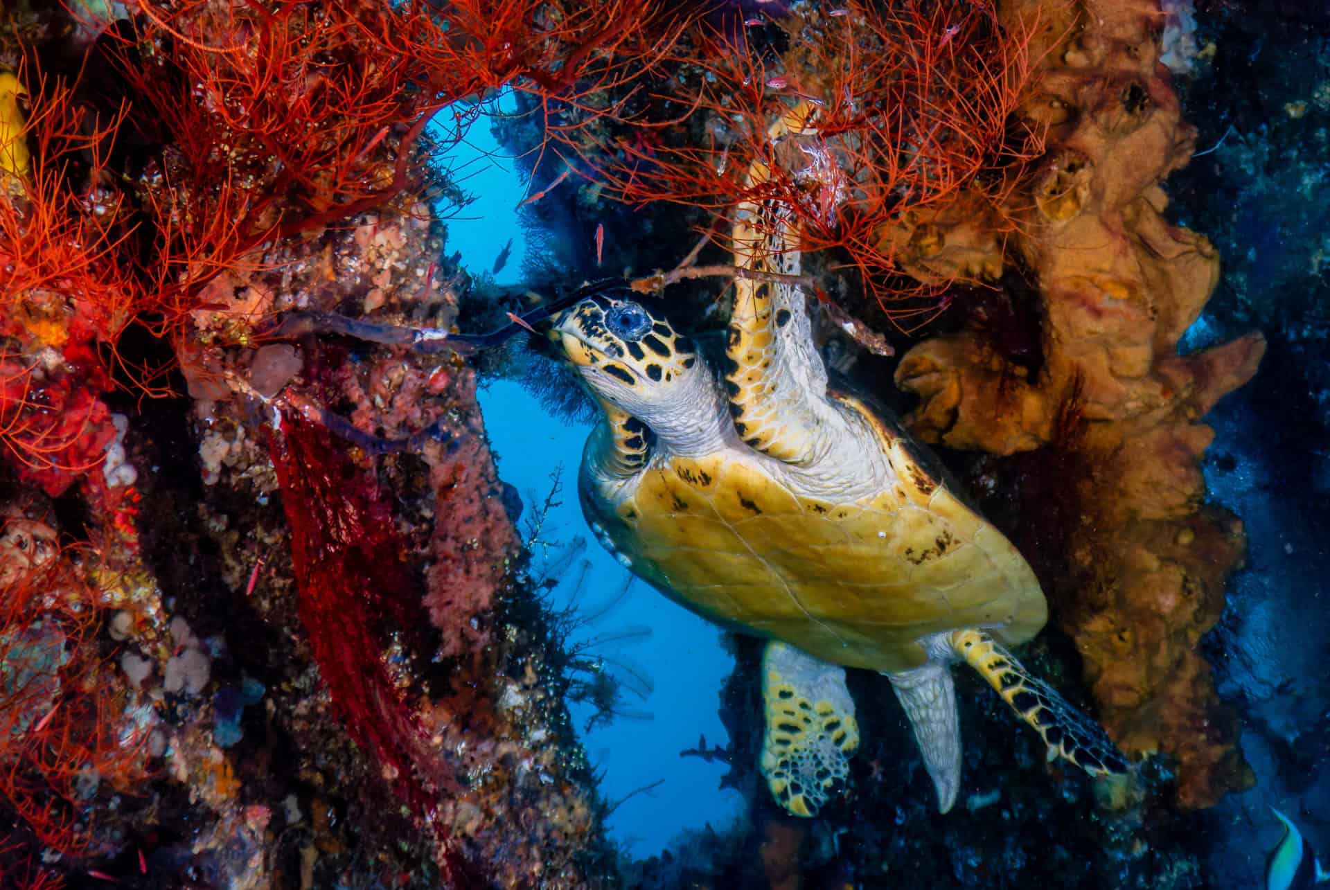 tortue usat liberty