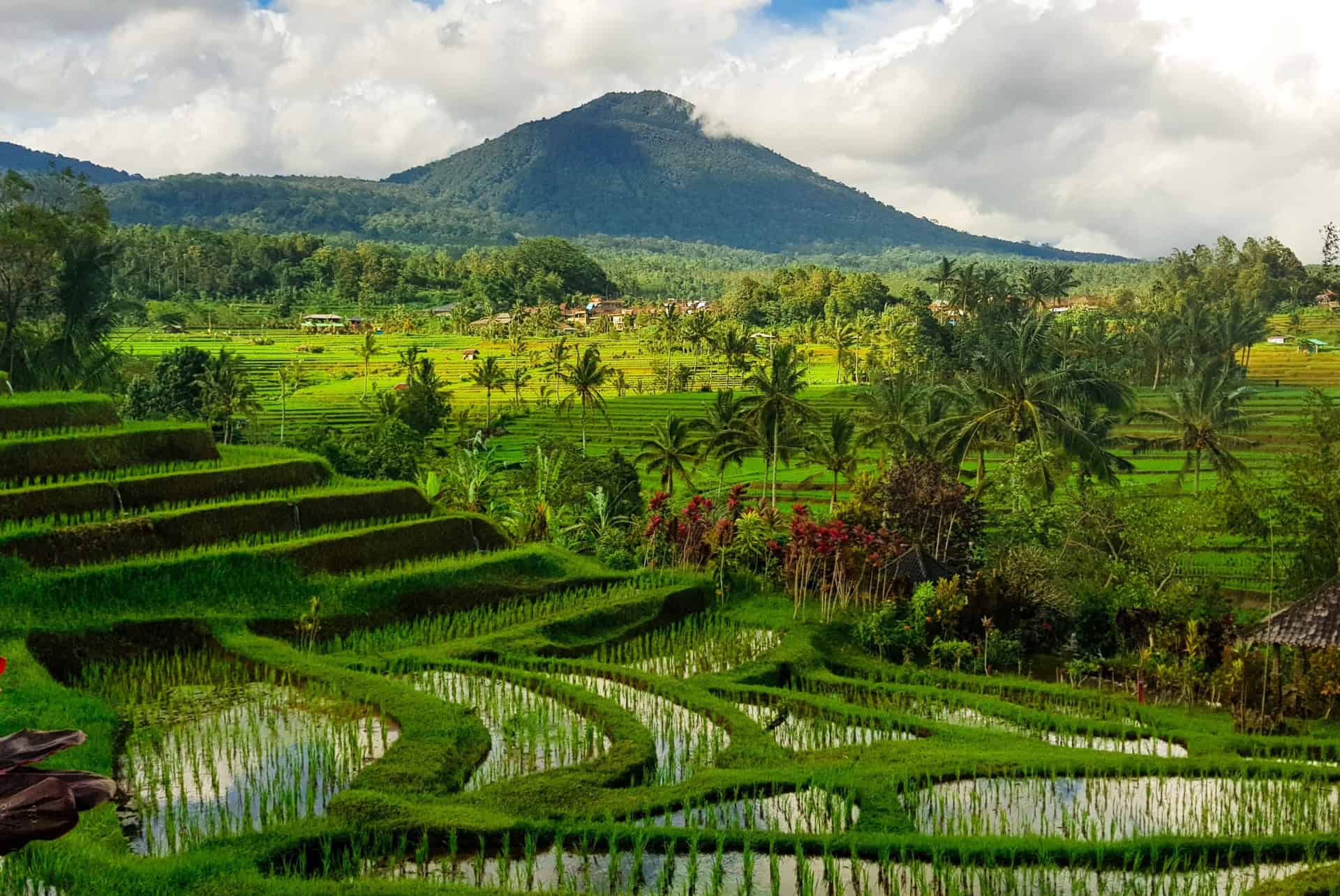 rizieres Jatiluwih bali