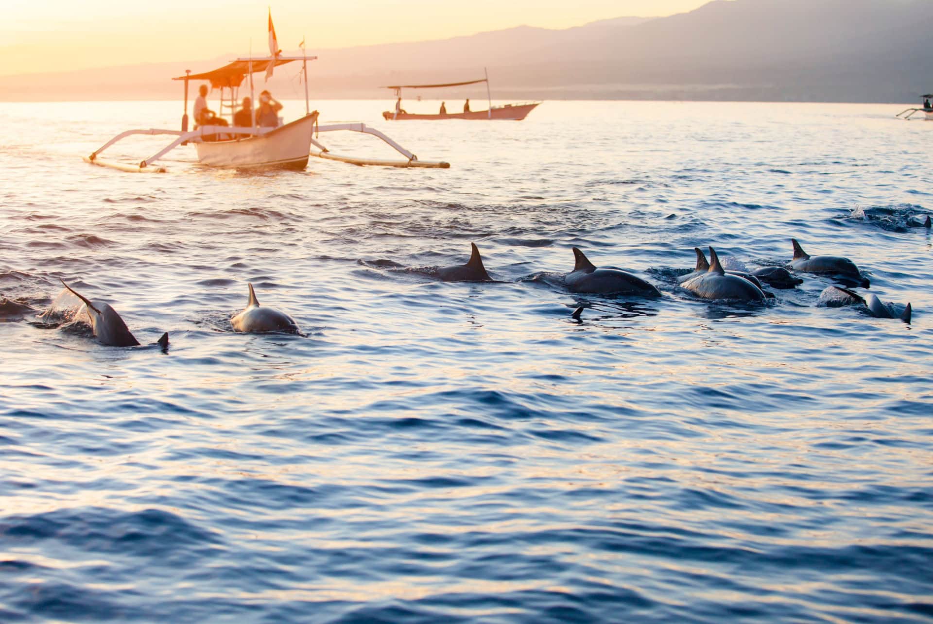 dauphins lovina beach