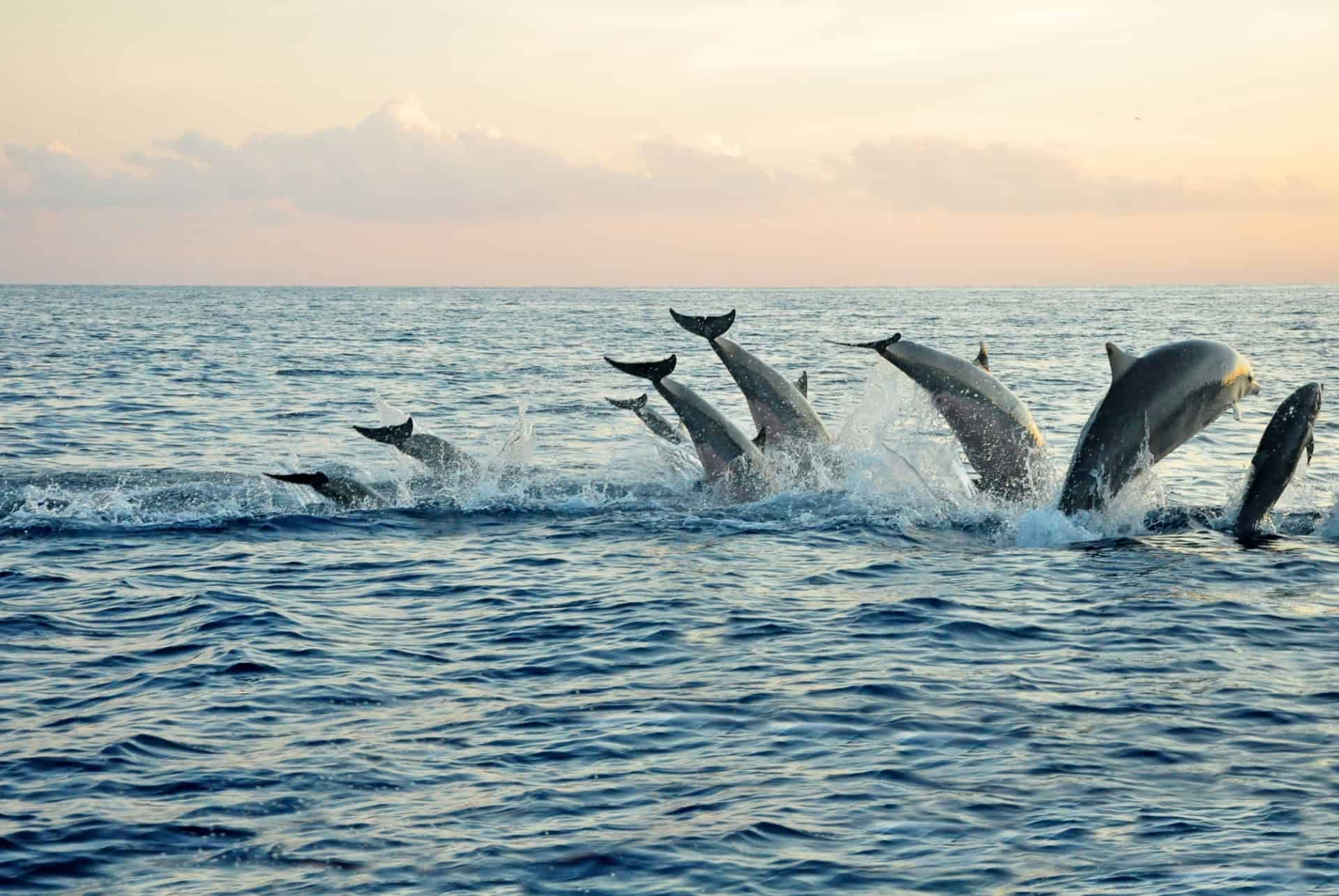 dauphins lovina beach bali