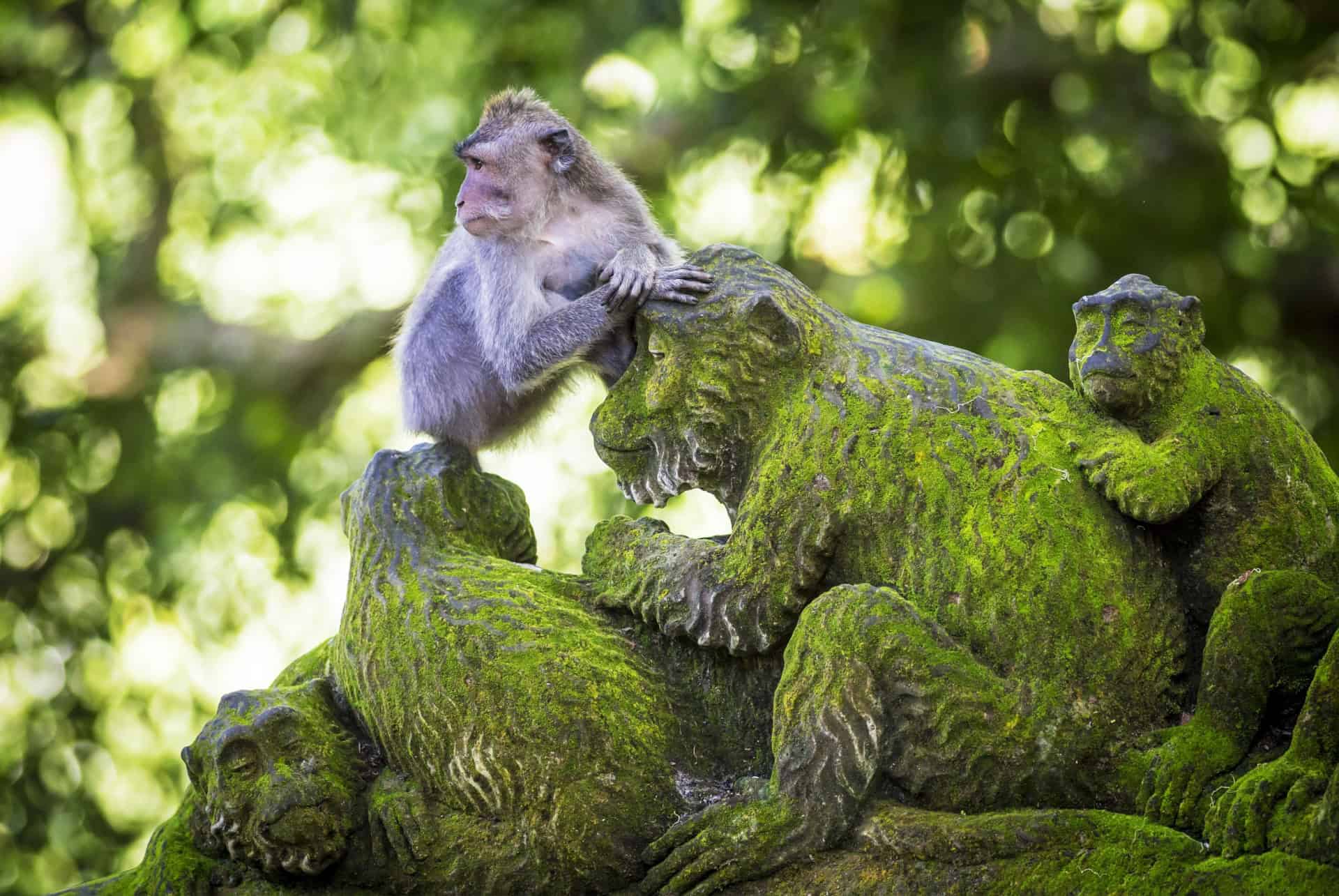 monkey forest ubud