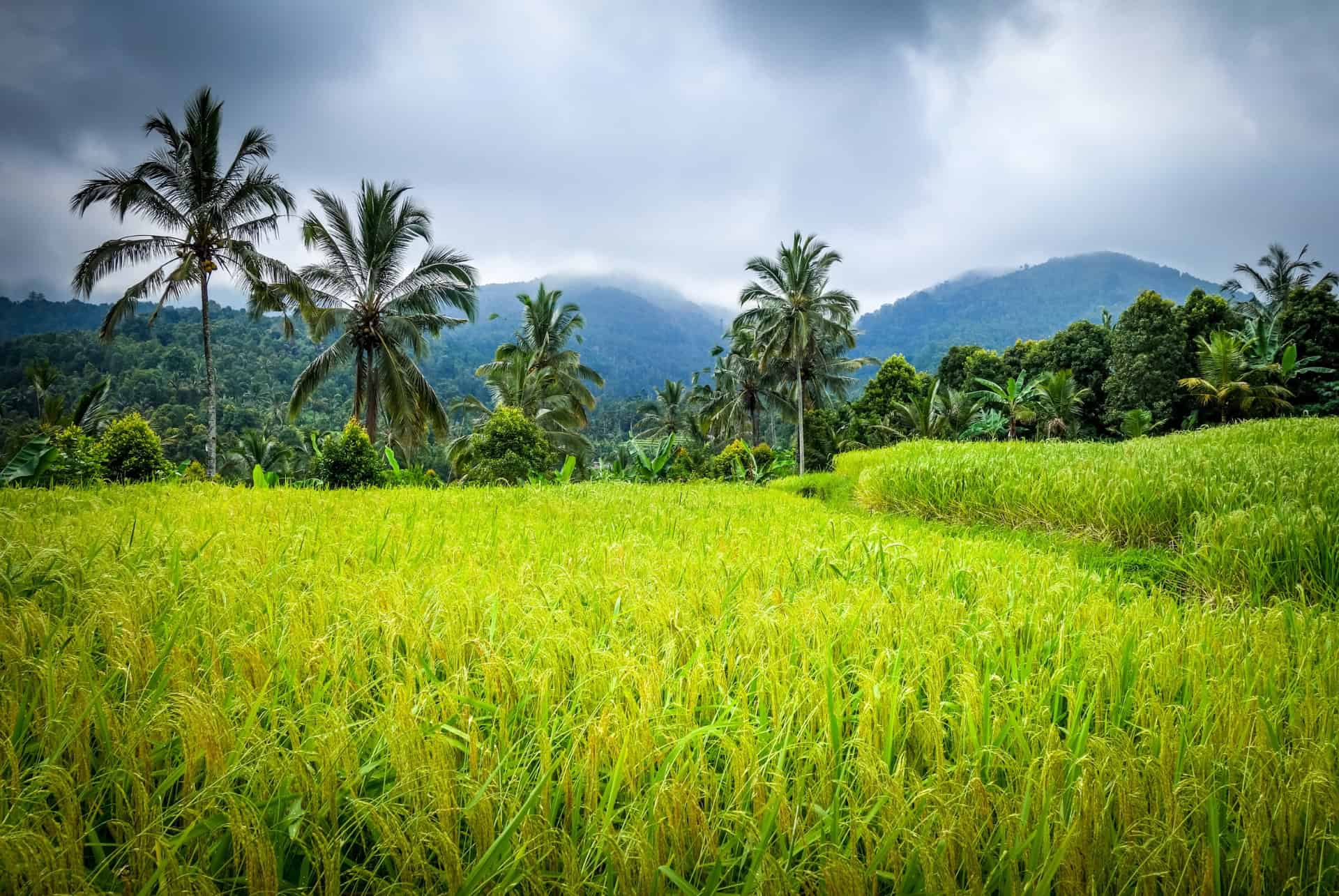 munduk