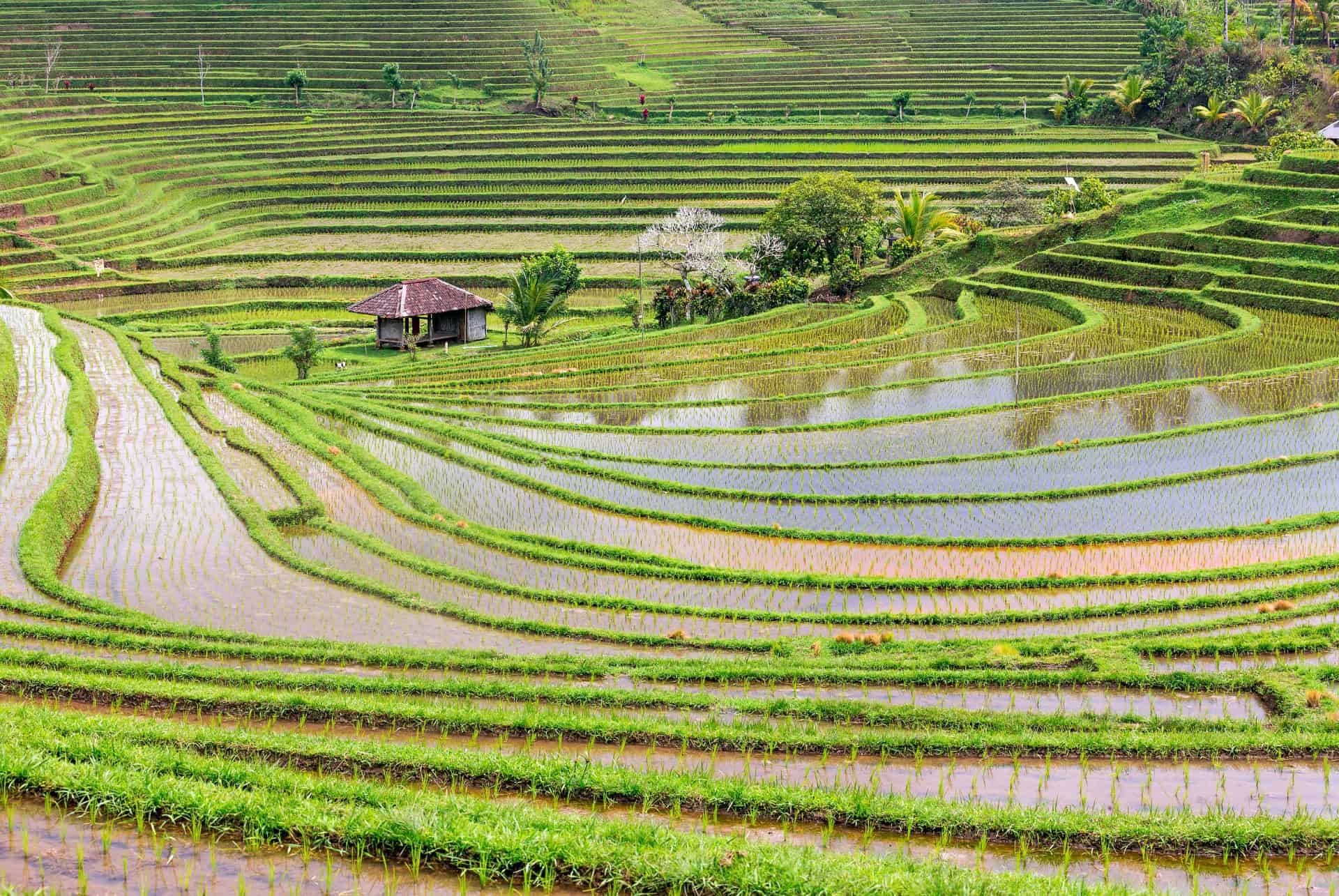rizieres bali pupuan