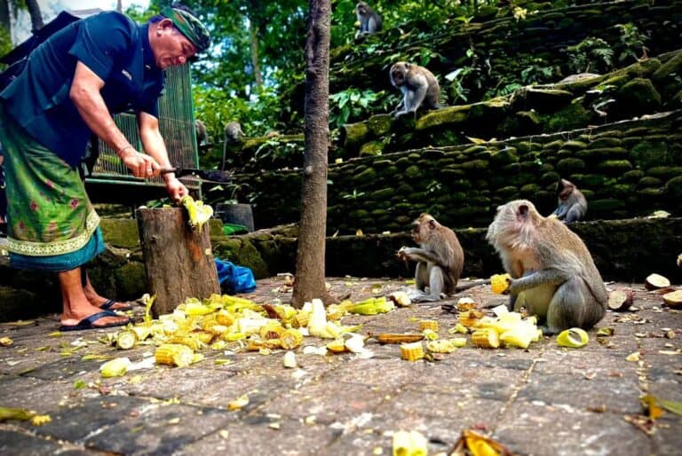 Billet et visite guidée du sanctuaire de la forêt des singes