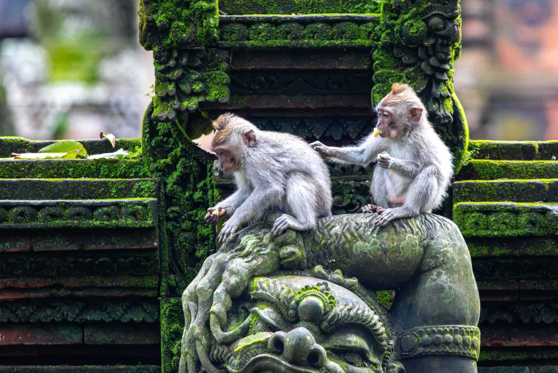 deux singes assis sur une statue