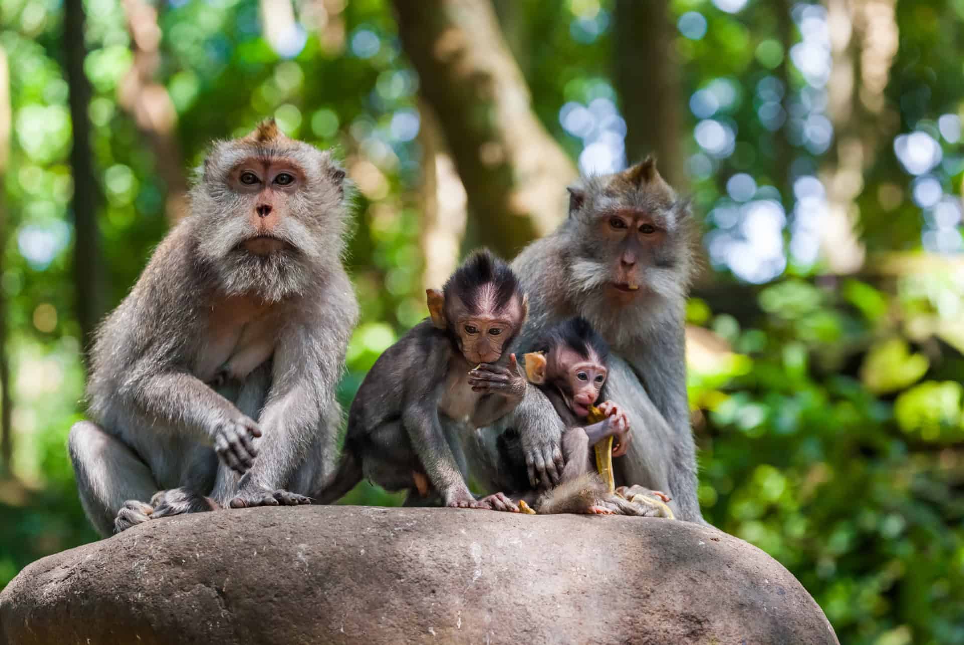 famille de macaques a longues queues dans la foret des singes a ubud