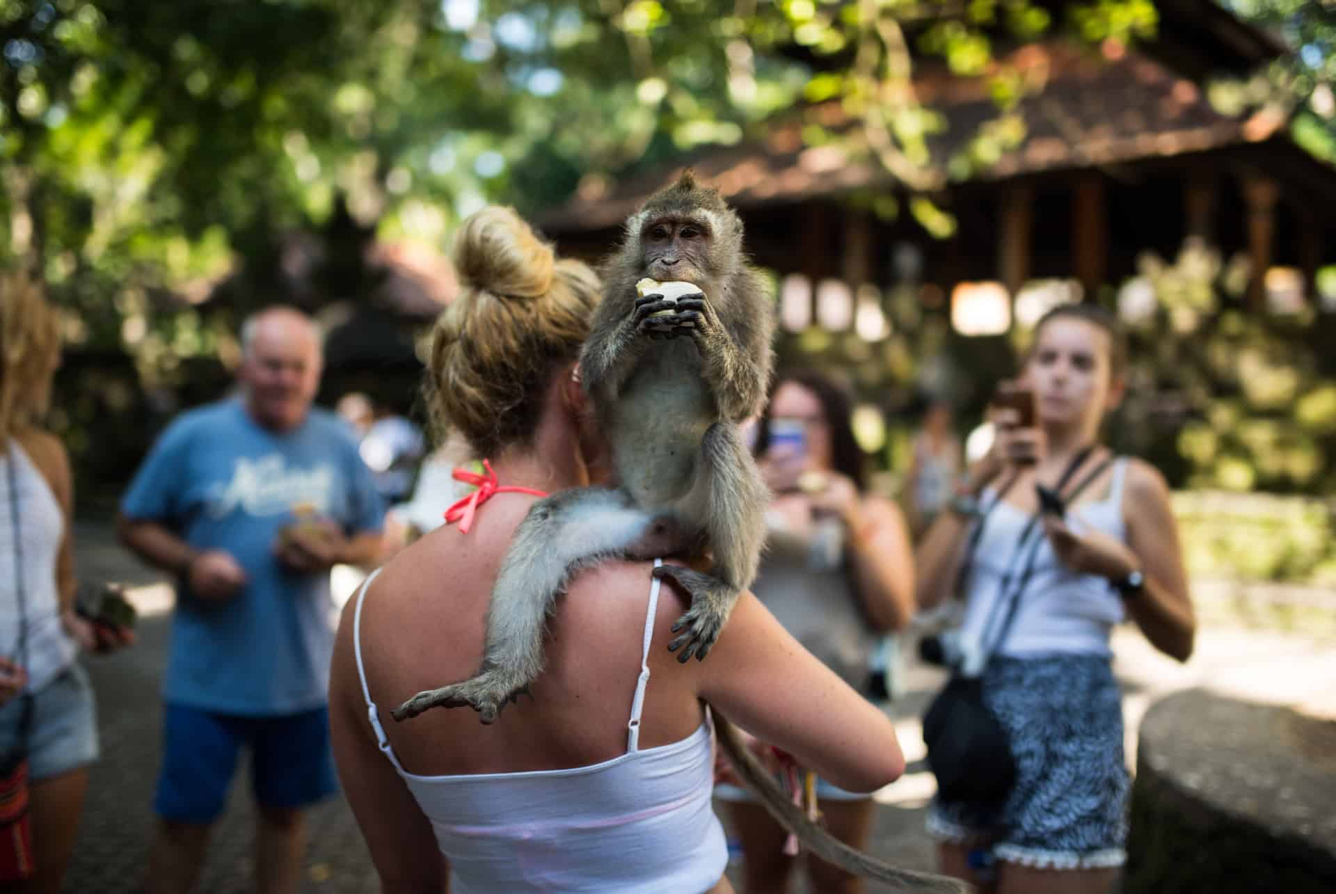 interaction a la foret des singes a ubud