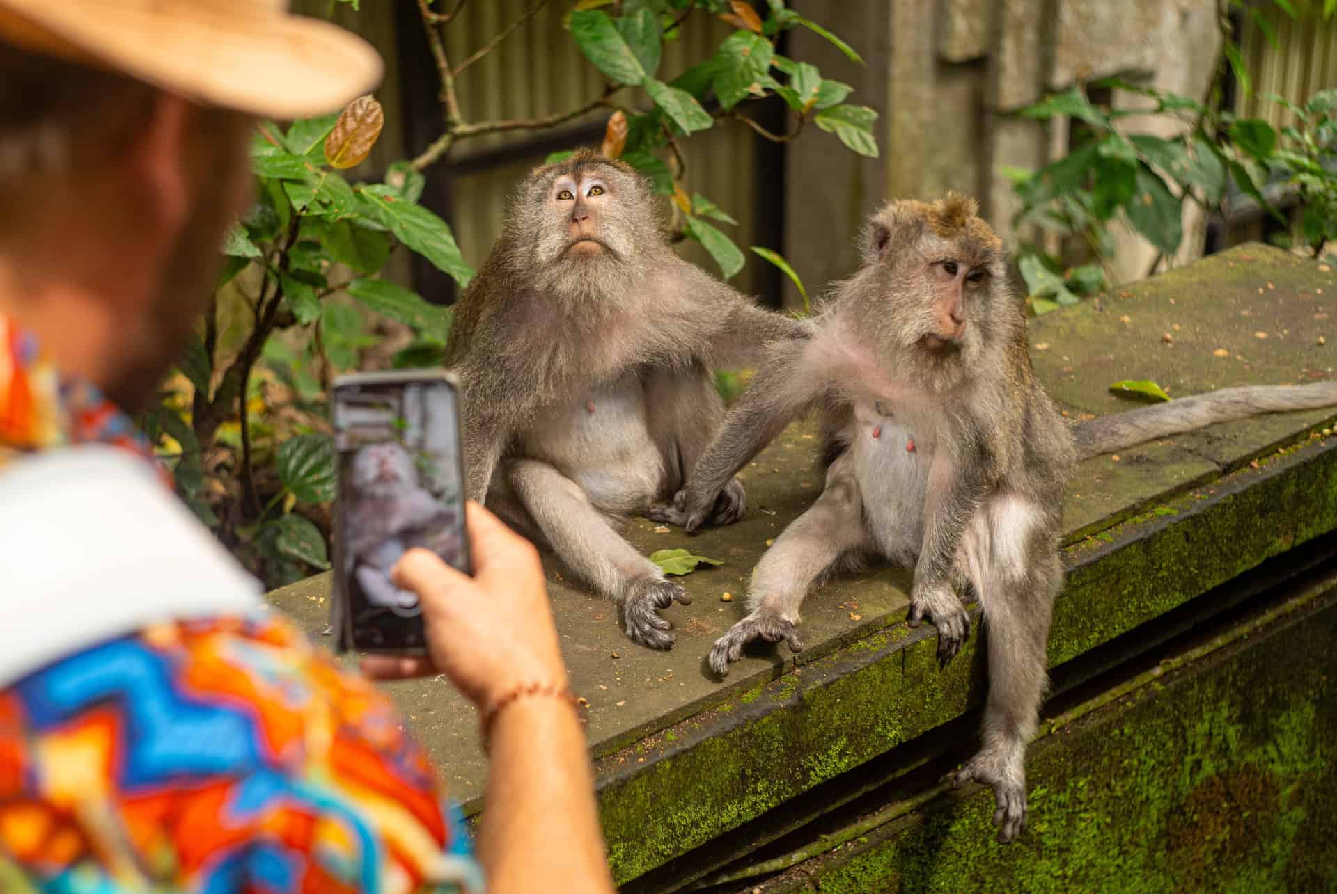 photo de deux singes