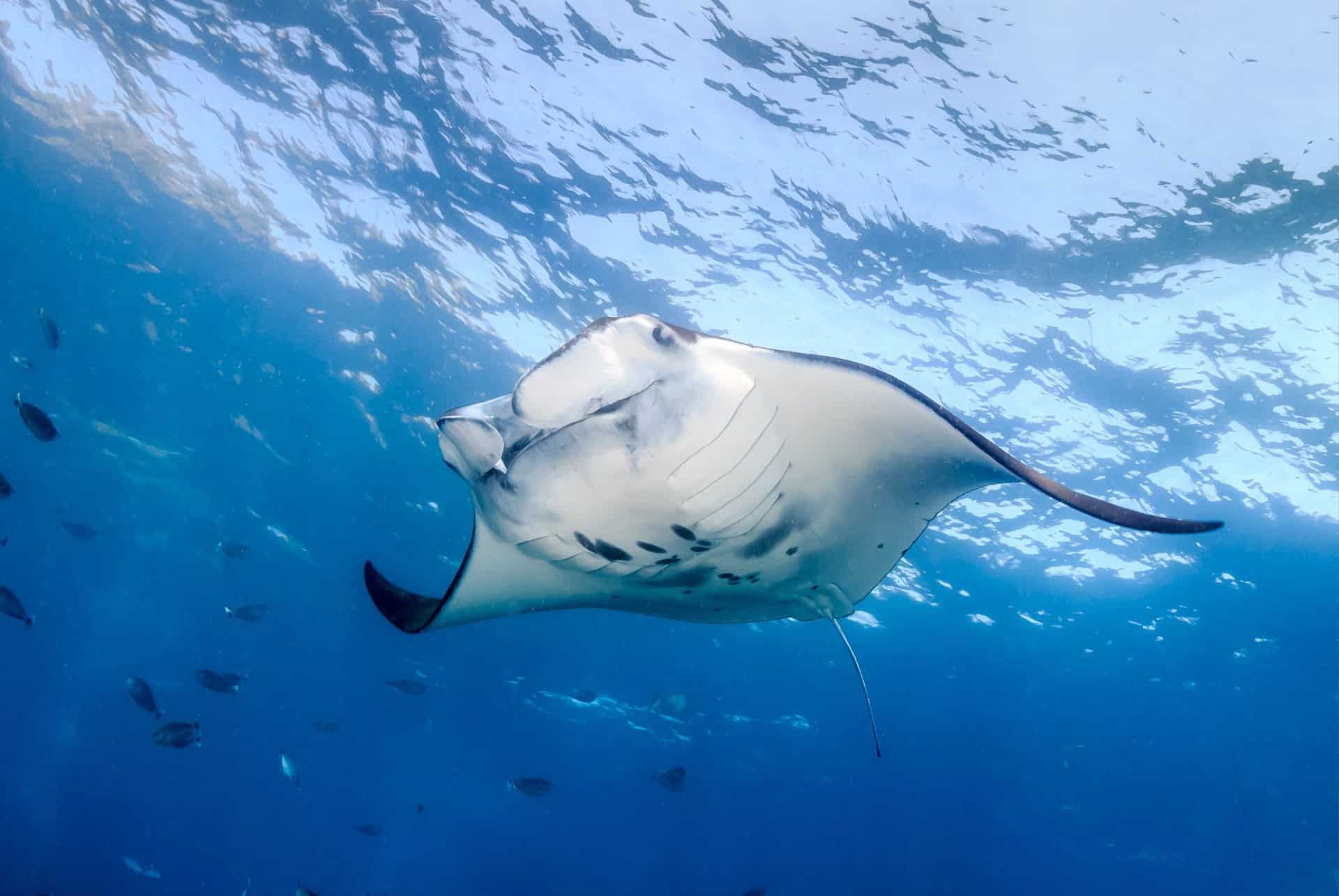 plongée nusa penida