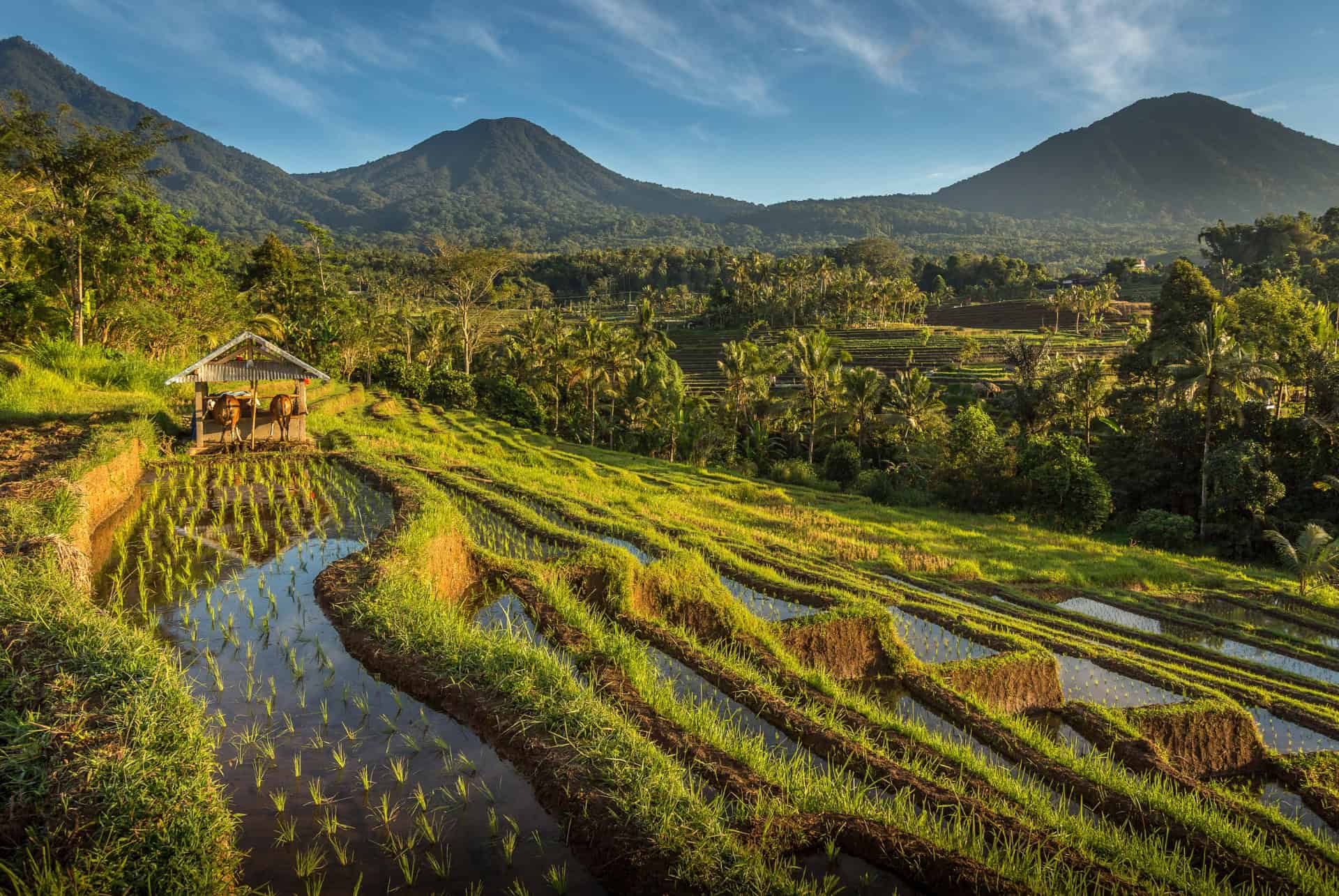 rizieres a bali
