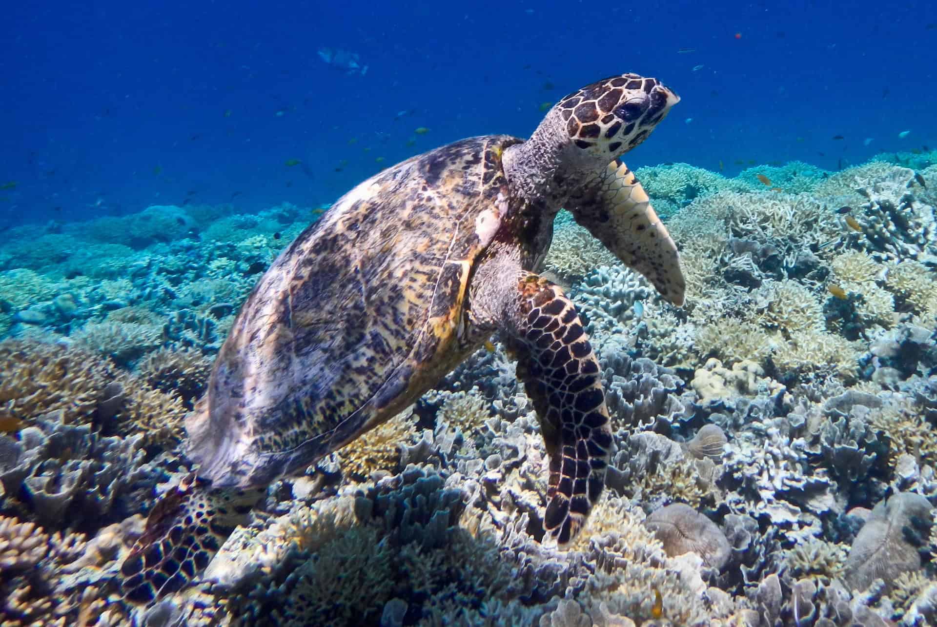 tortue a turtle beach gili