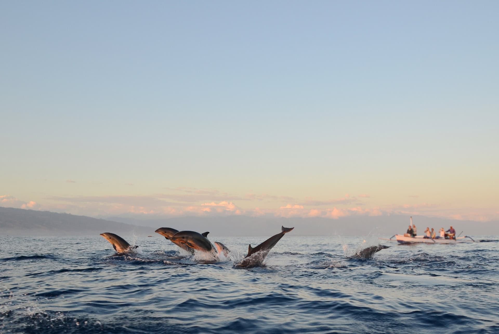 dauphins lovina beach dauphins lovina beach