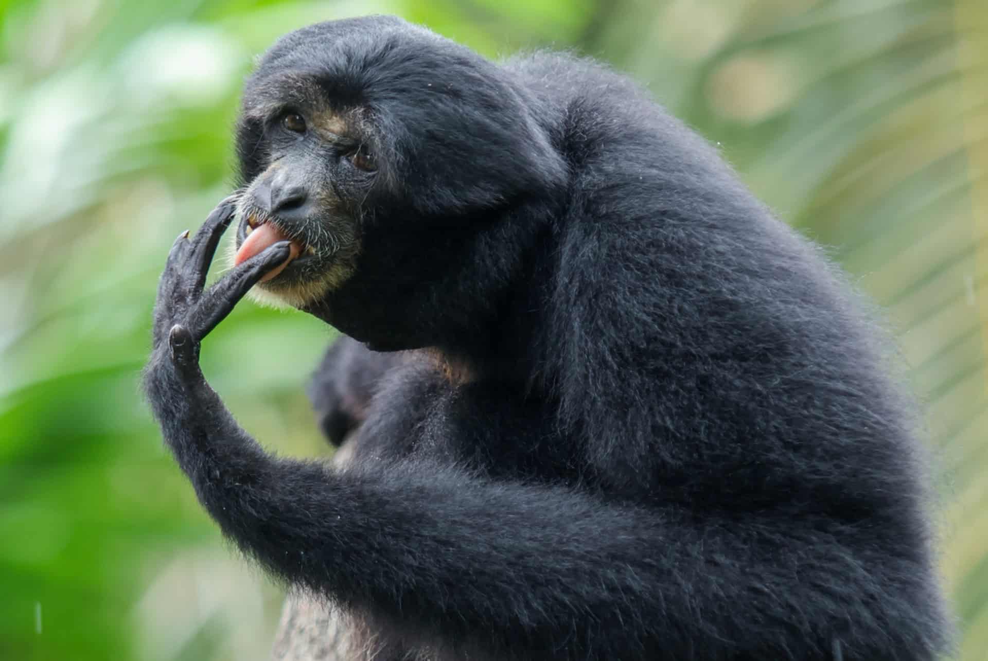 gibon gibon zoo de bali