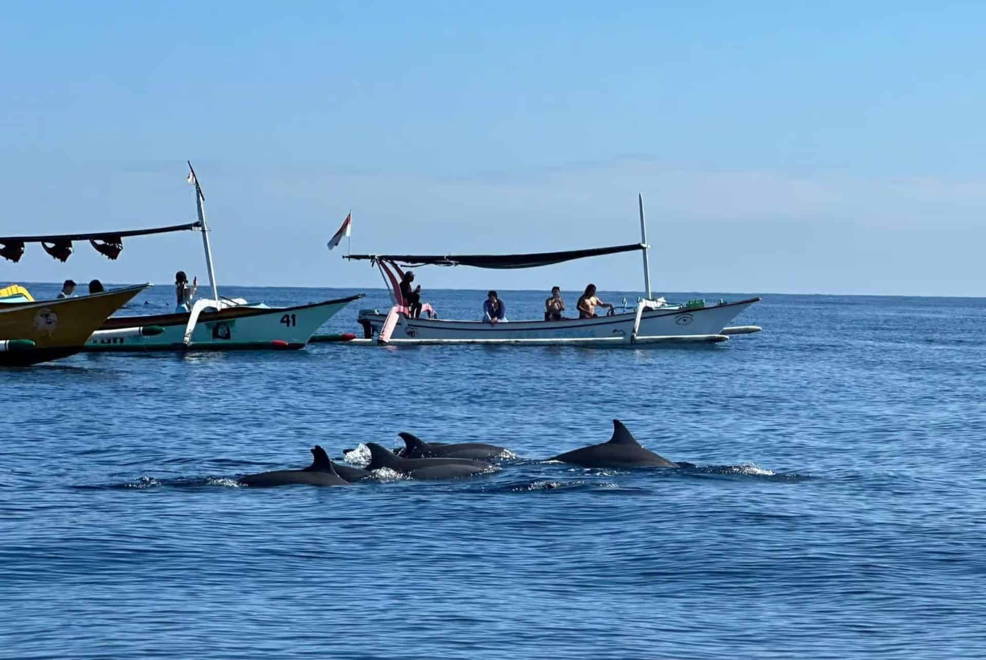 observation des dauphins a bali bateau observation des dauphins a bali bateau