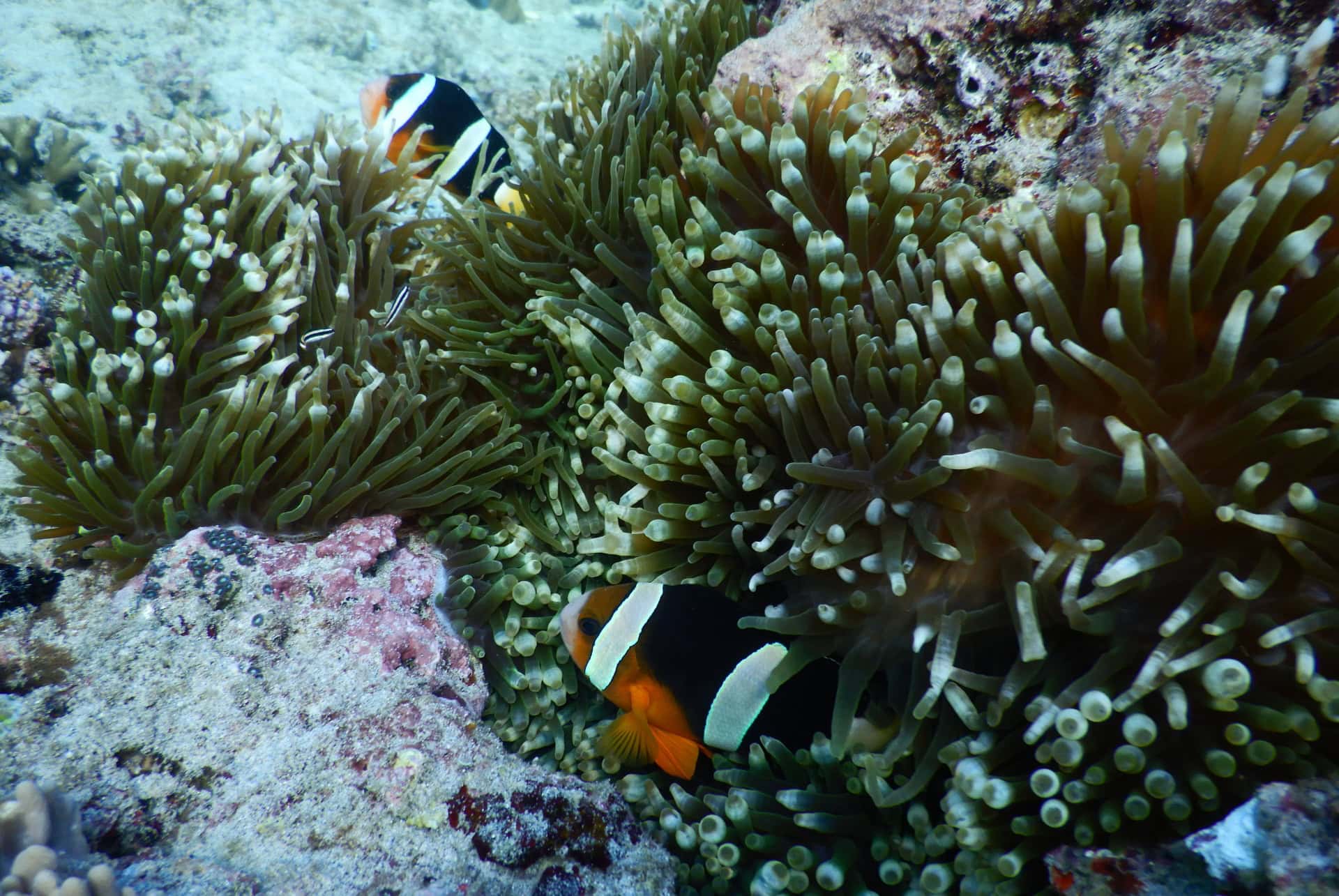 padang bai padang bai