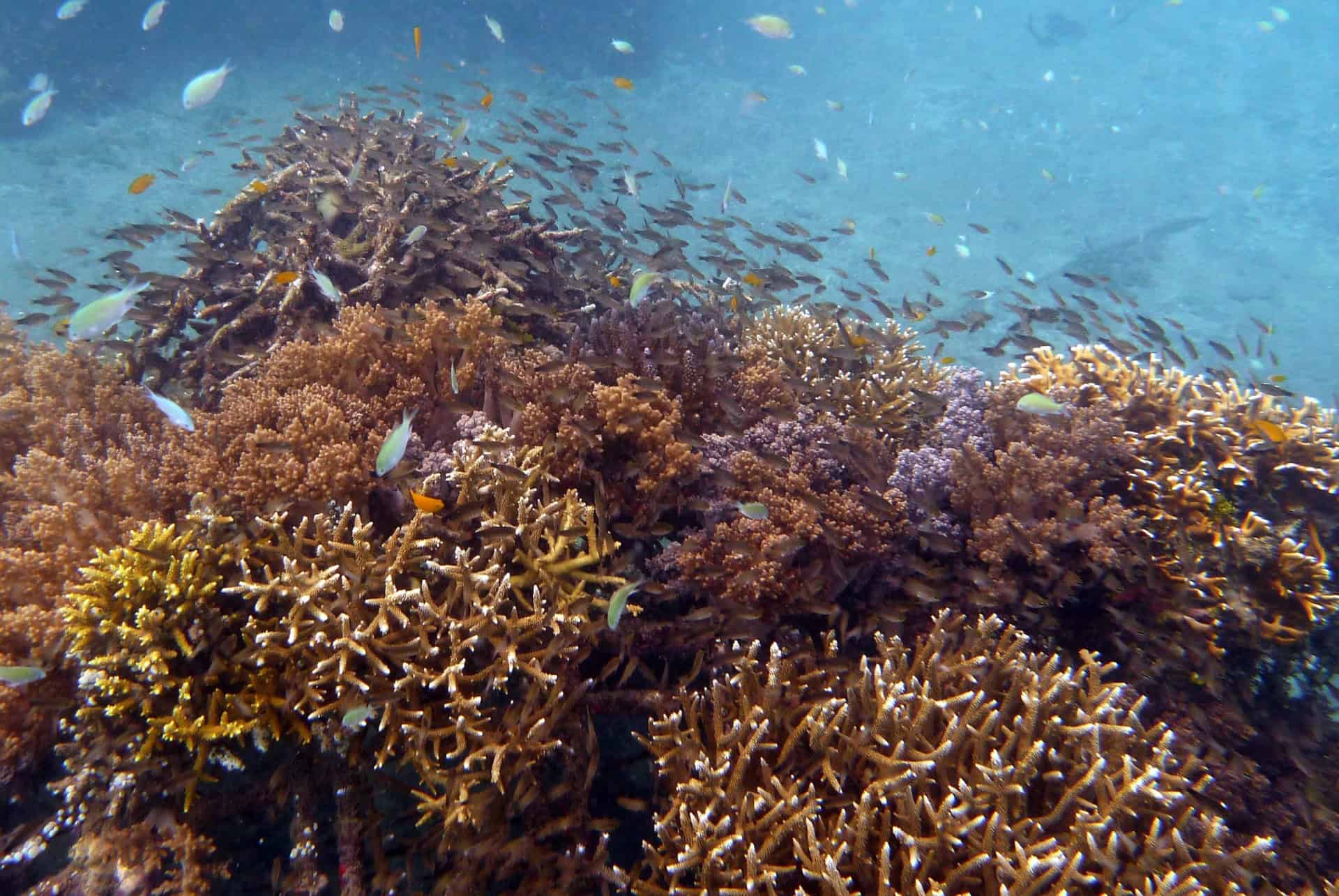 pemuteran plongee pemuteran plongee