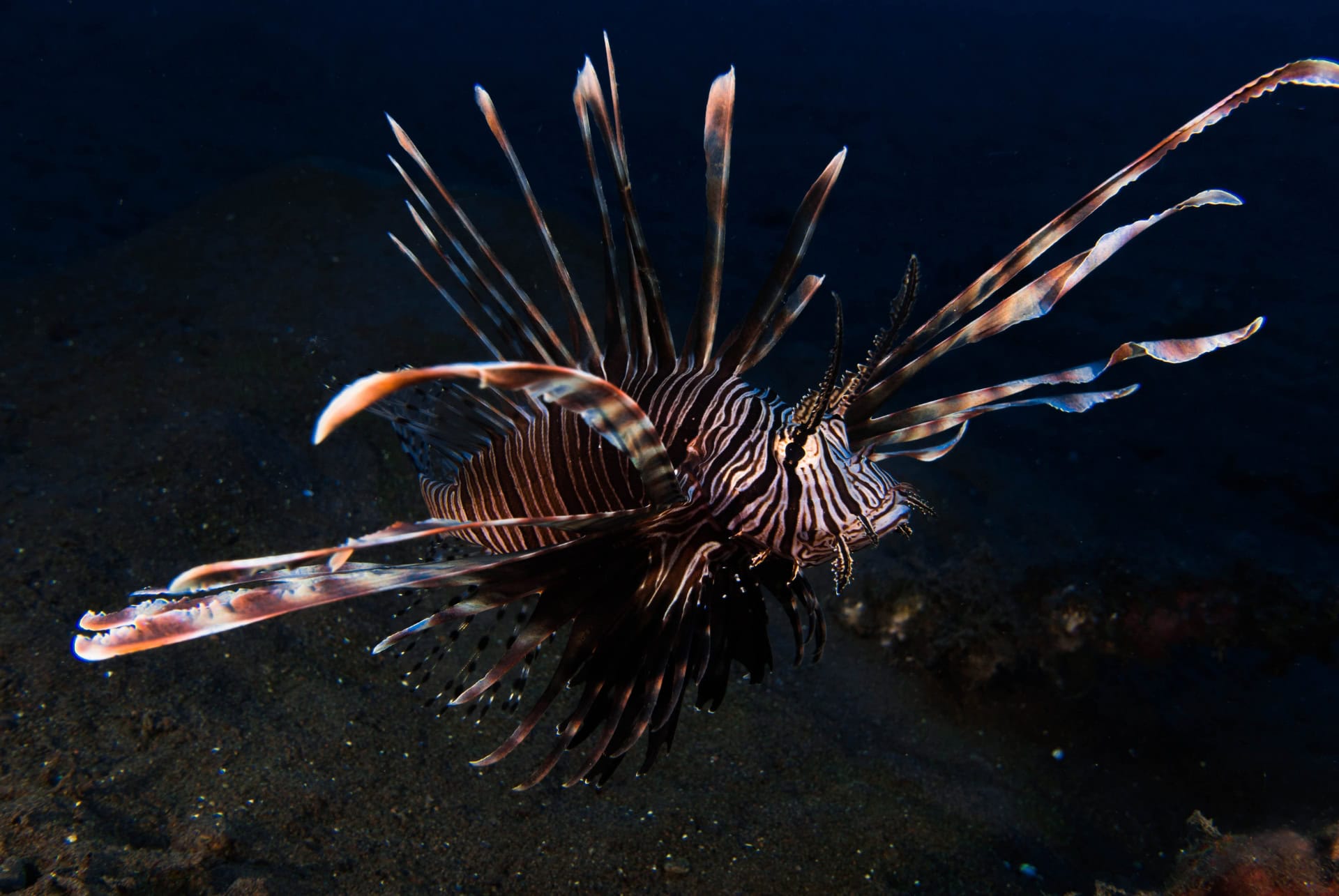 seraya plongee seraya plongee