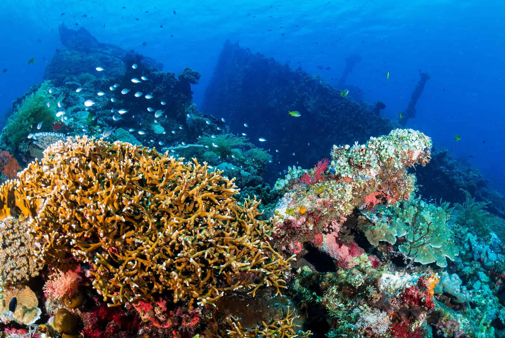 coraux usat liberty coraux usat liberty