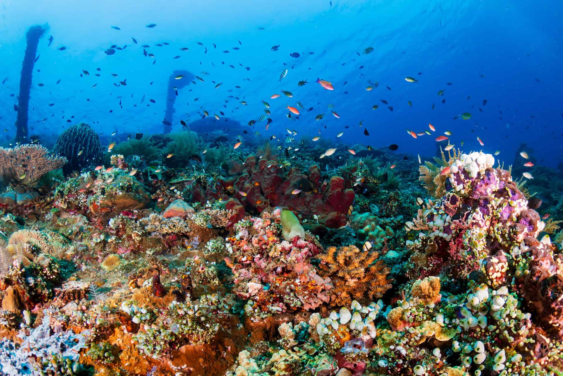 vie marine usat liberty vie marine usat liberty